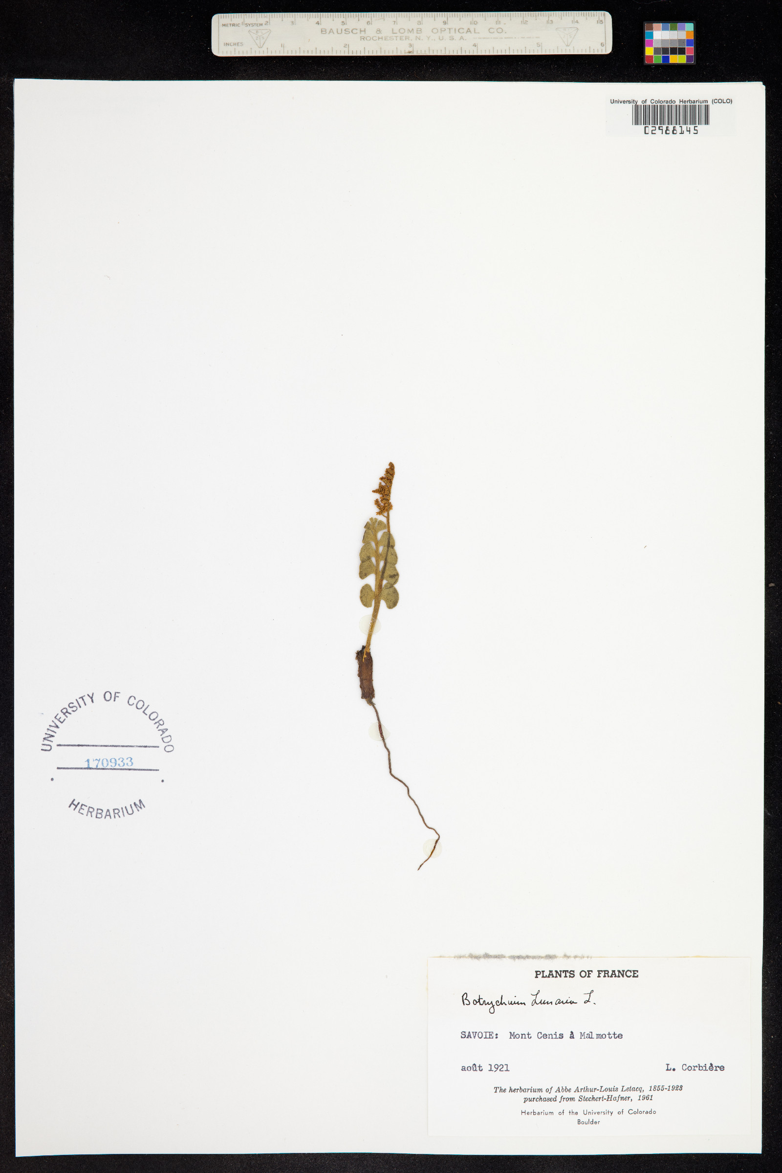 Botrychium lunaria image