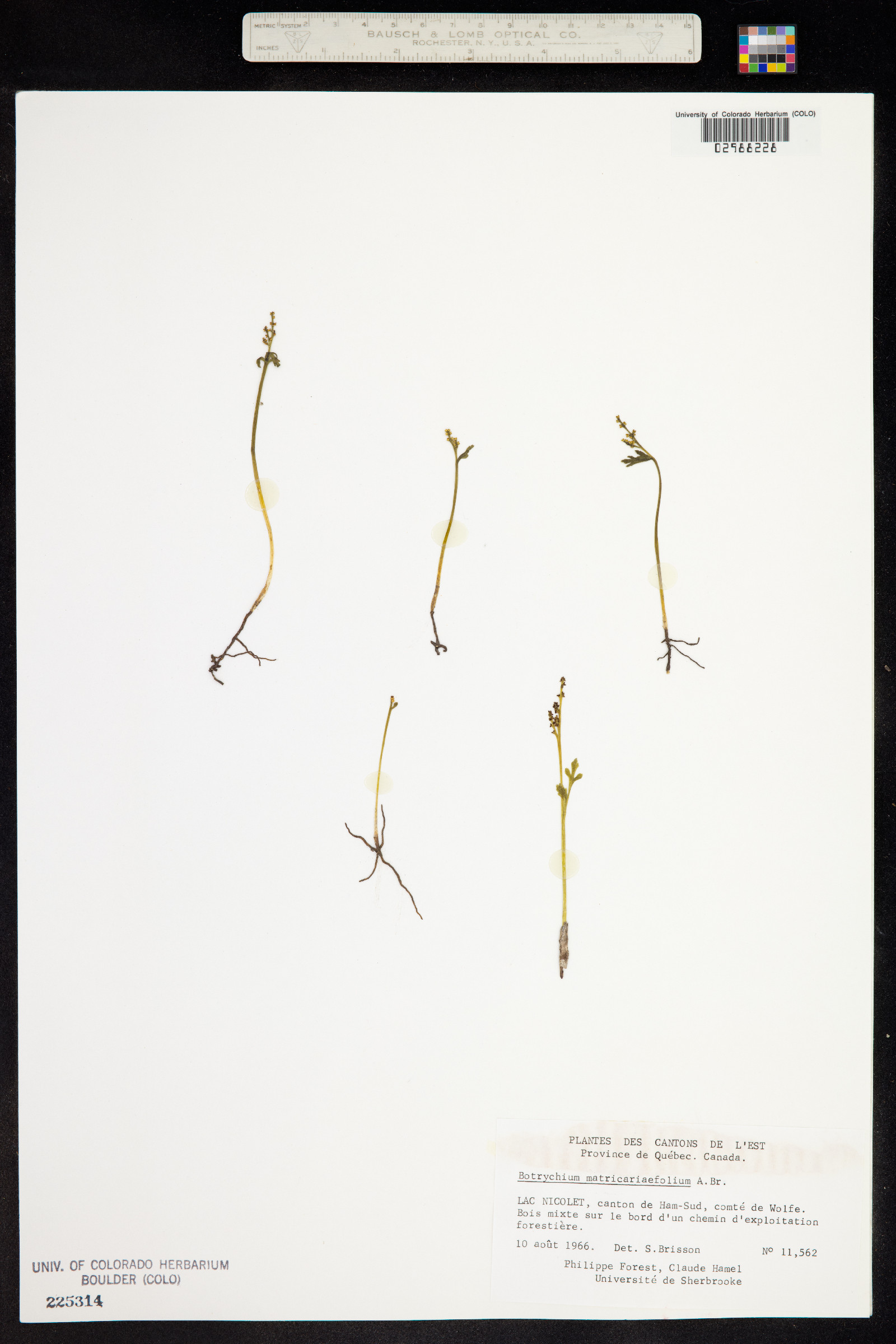 Botrychium matricariifolium image