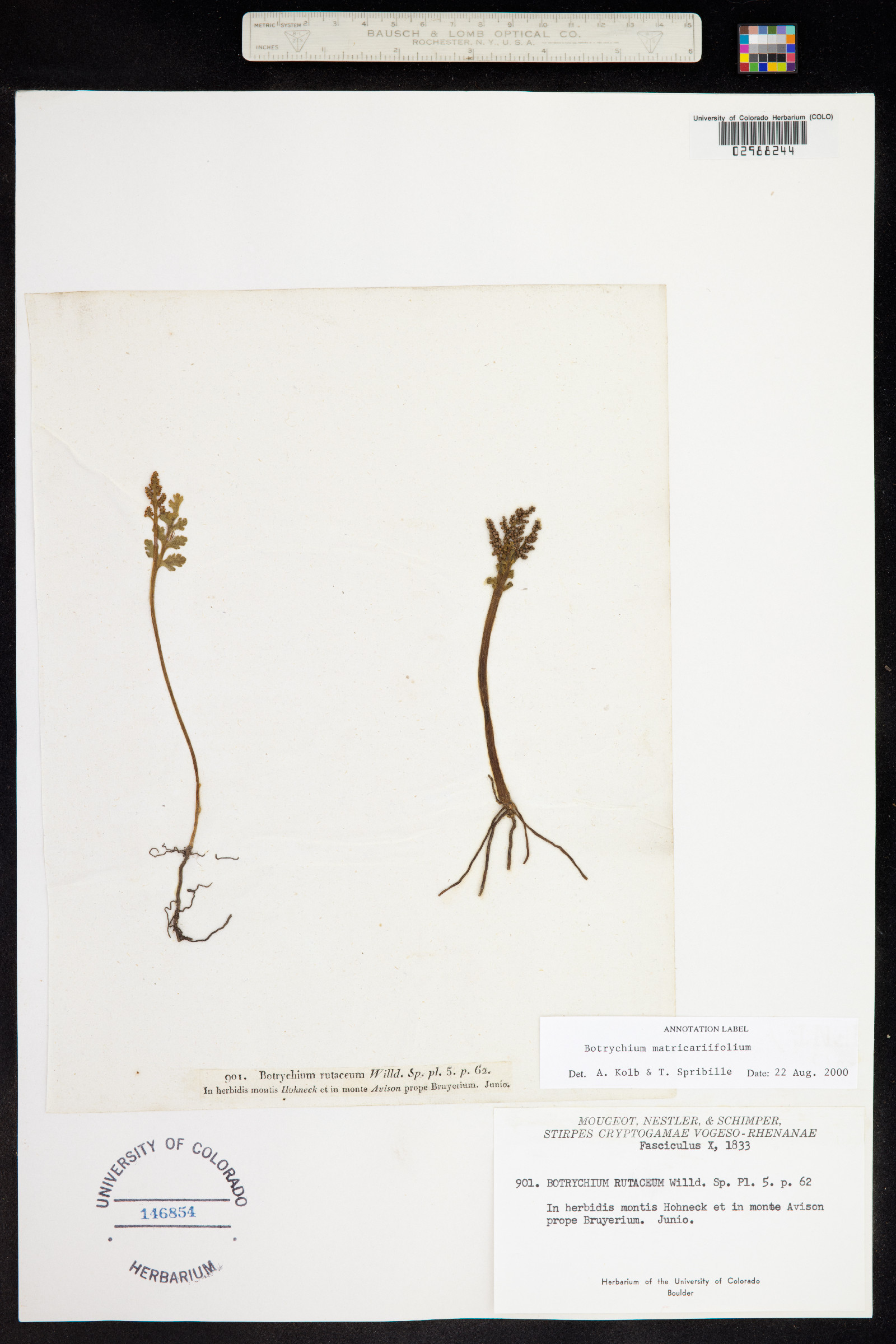 Botrychium matricariifolium image