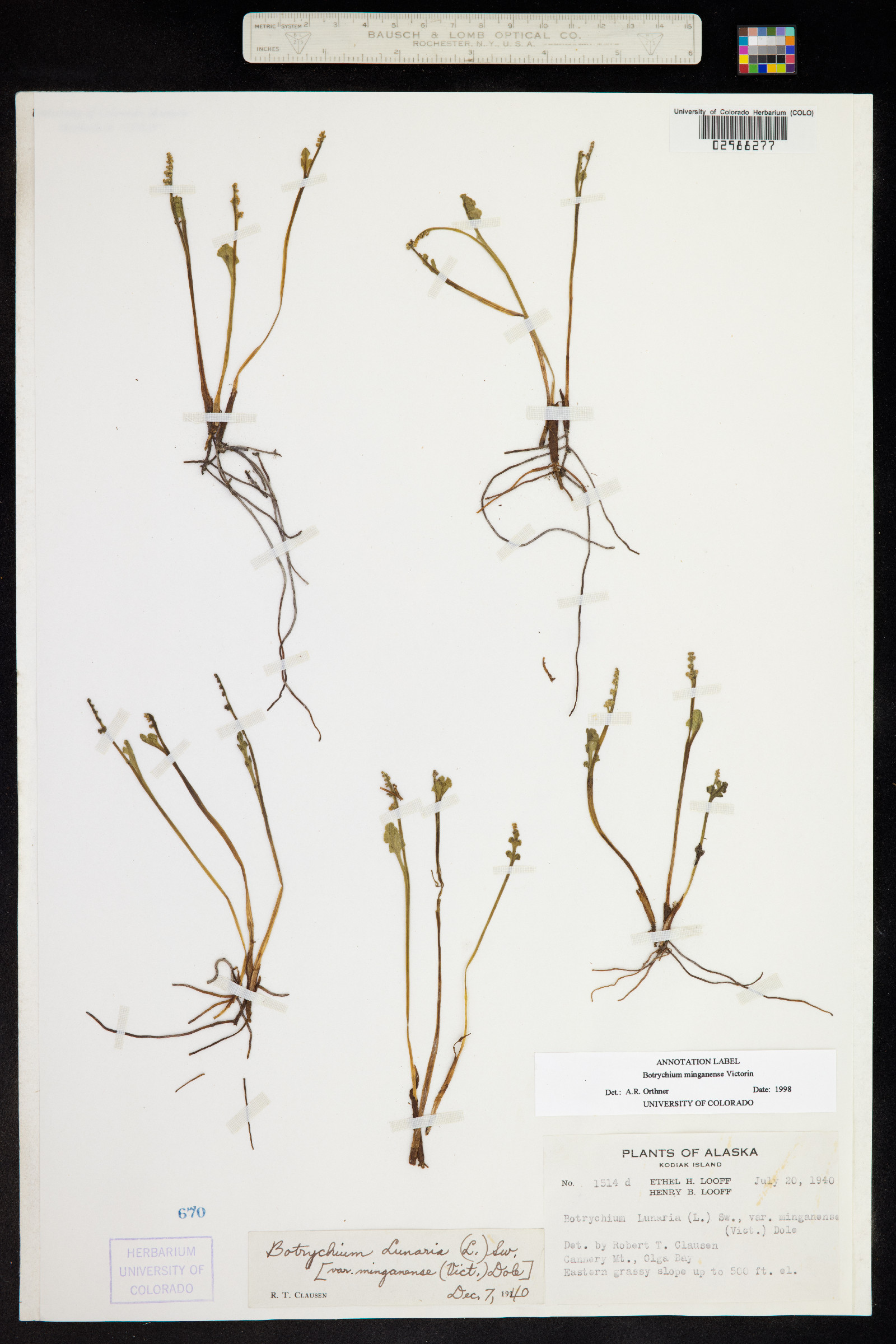 Botrychium minganense image