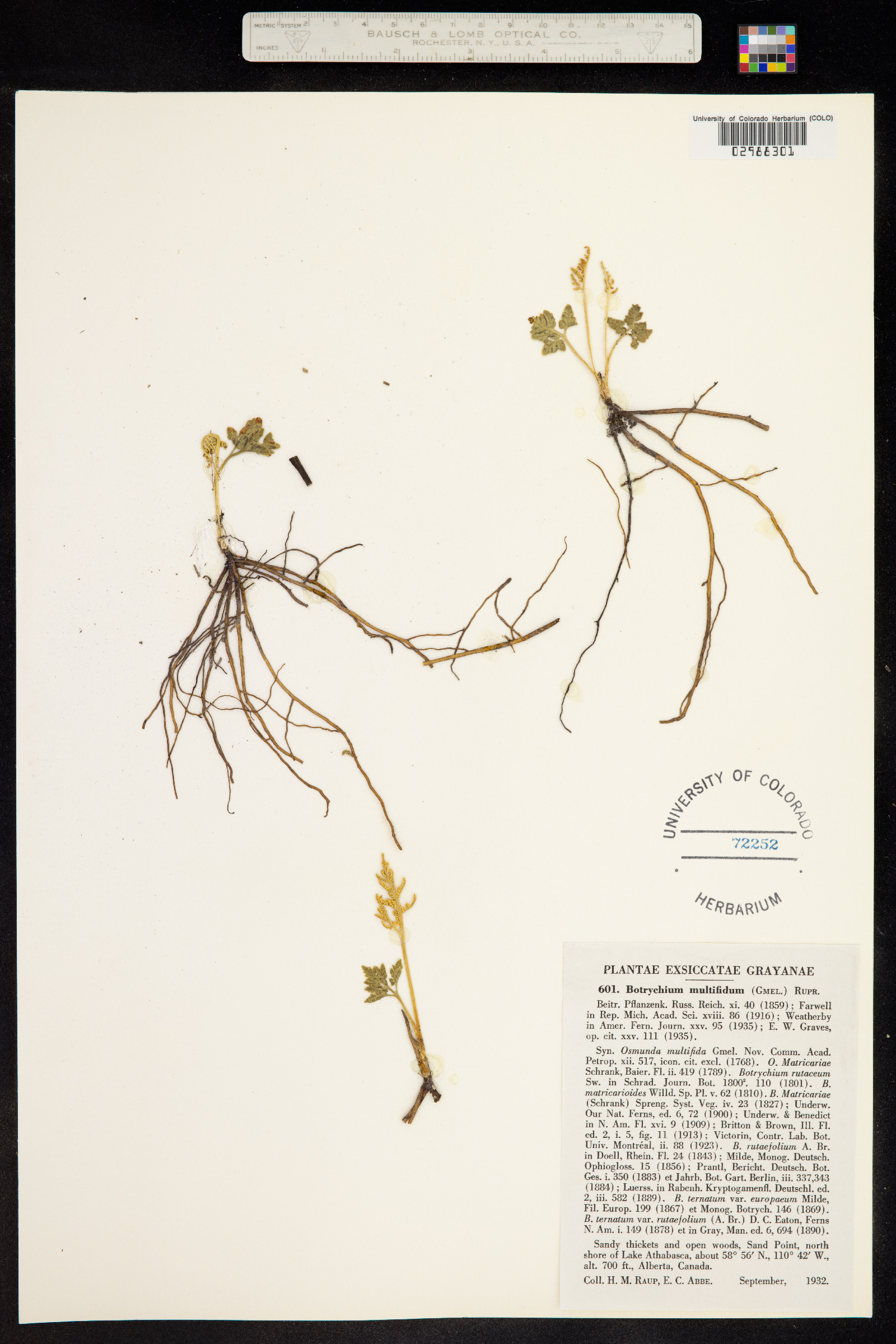 Botrychium multifidum image