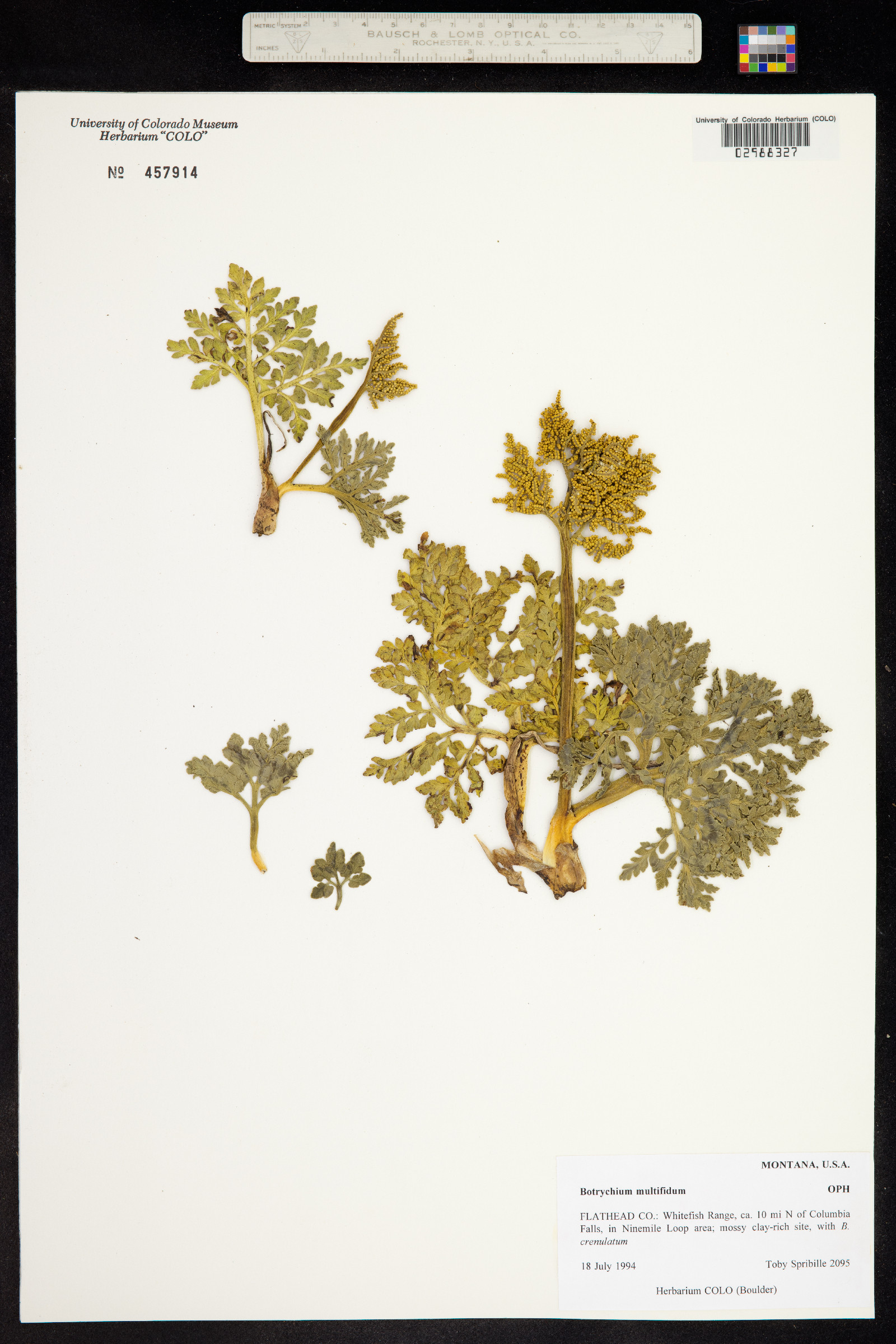 Botrychium multifidum image