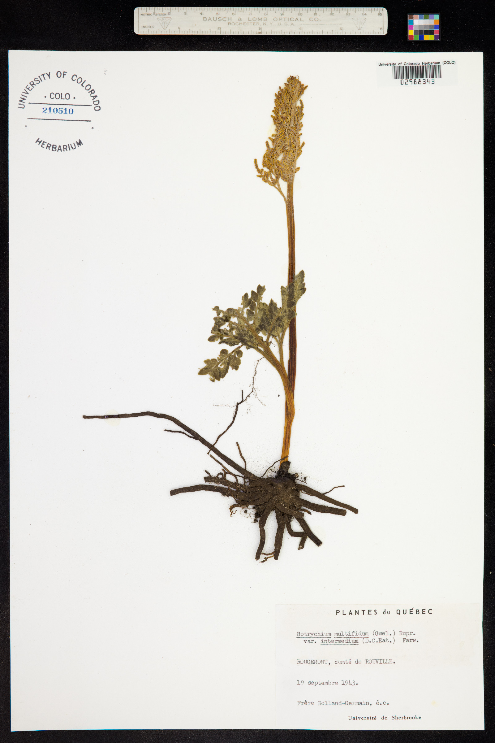 Botrychium multifidum image