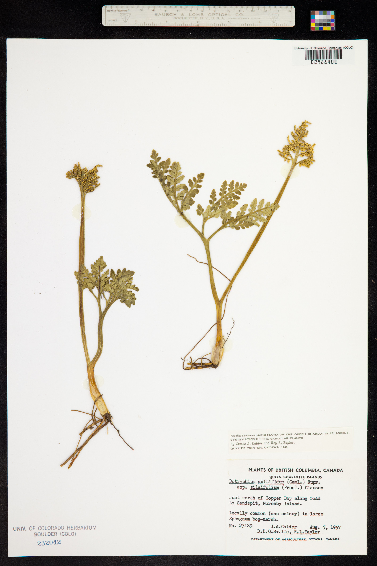 Botrychium multifidum image