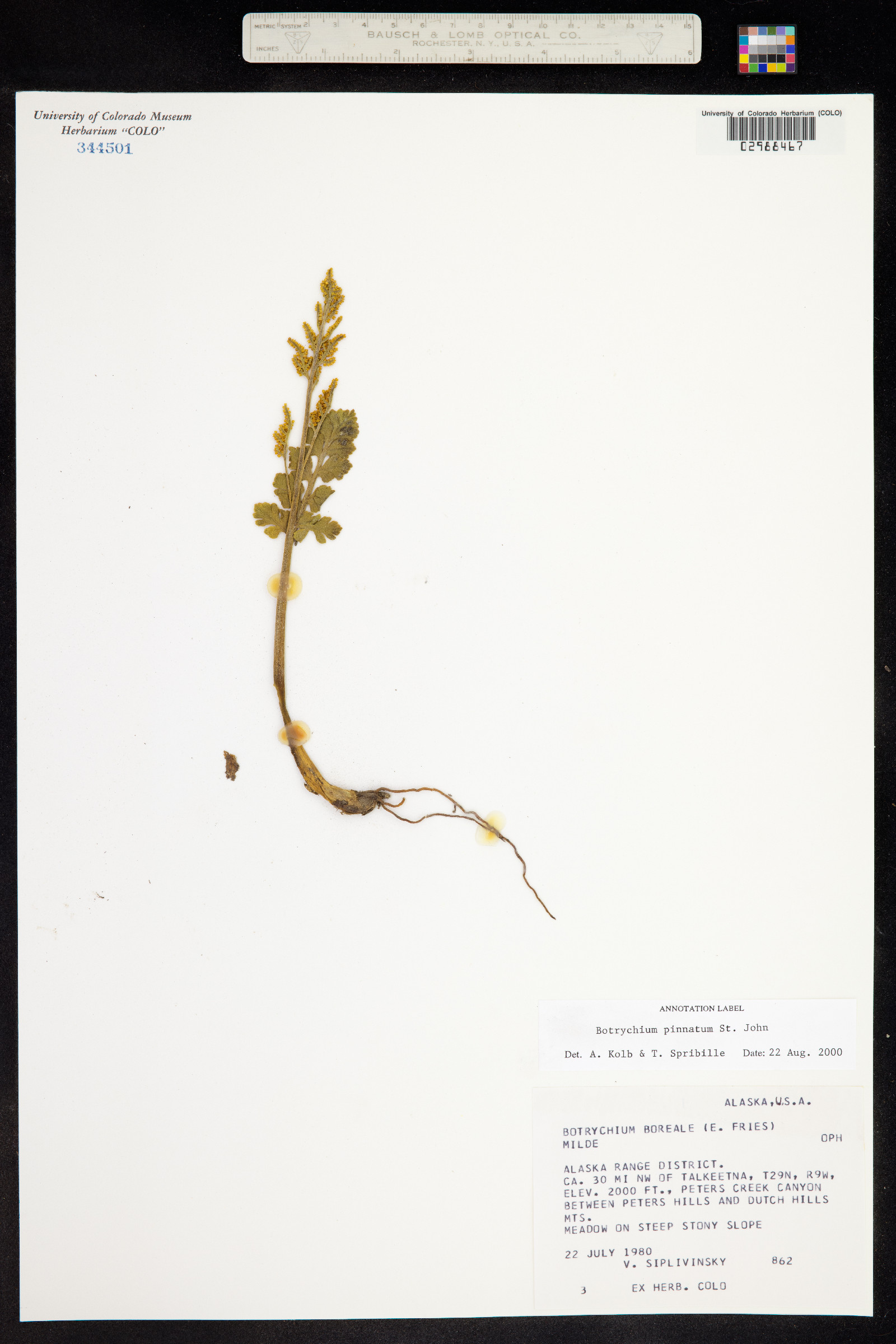 Botrychium pinnatum image