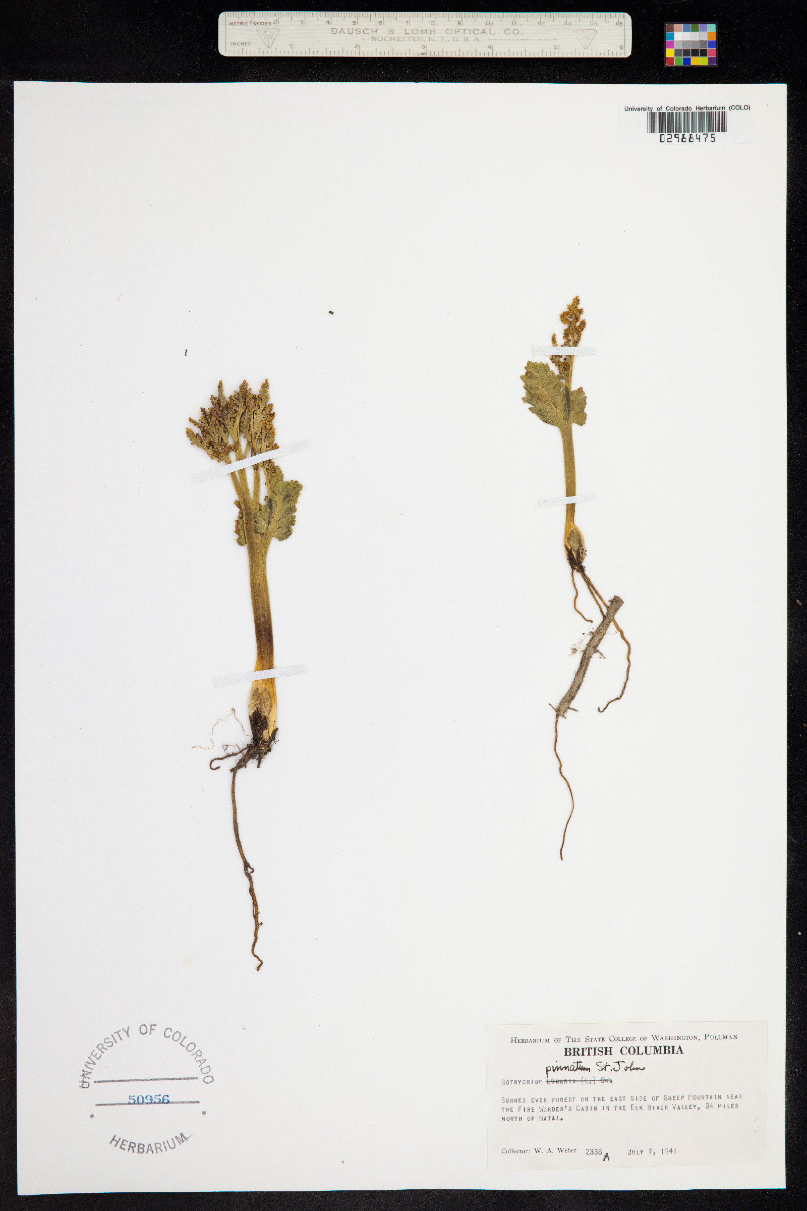 Ophioglossaceae image