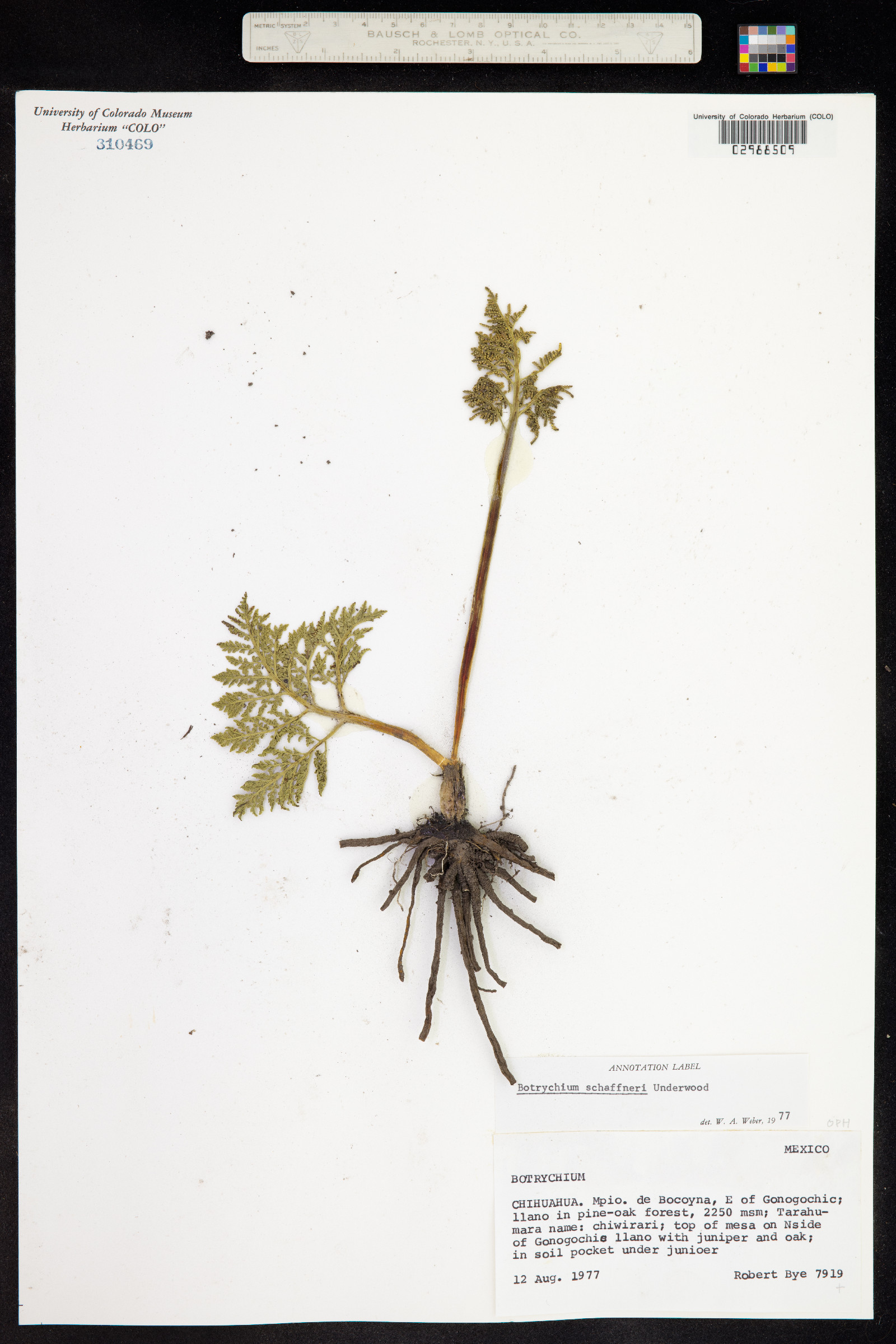 Botrychium schaffneri image