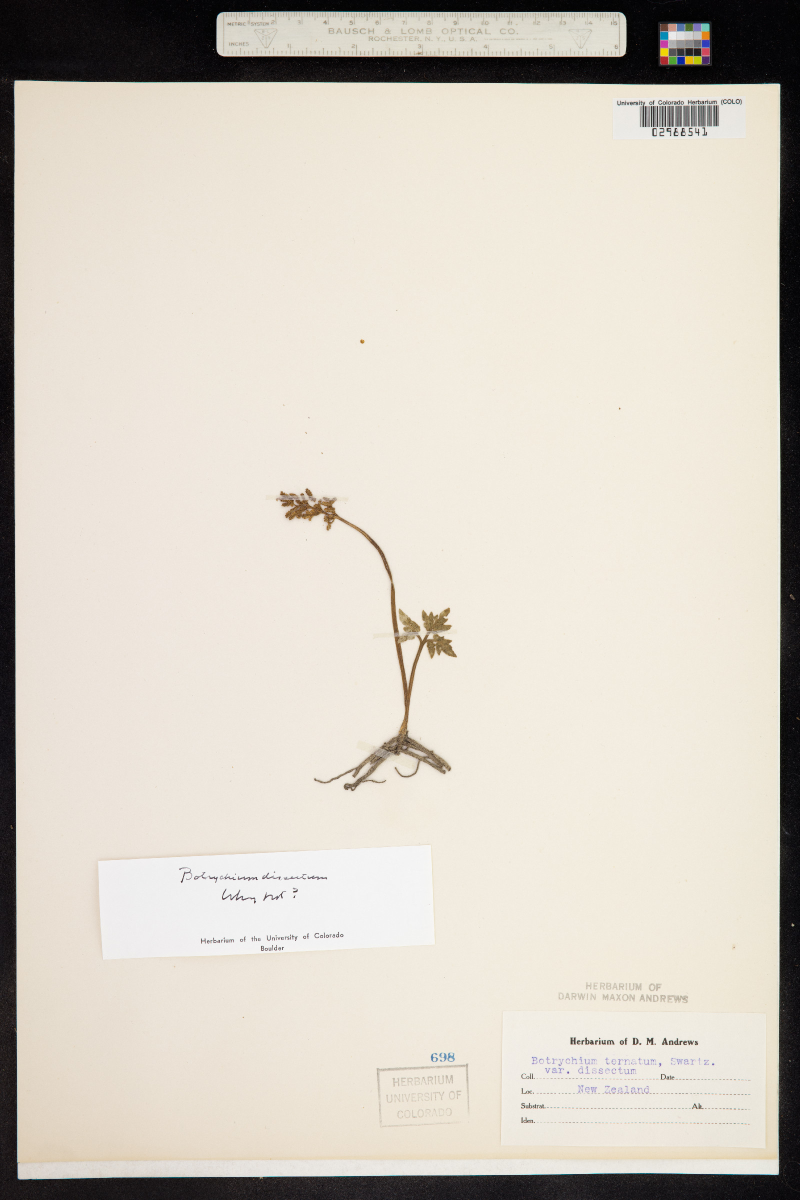 Botrychium rugulosum image