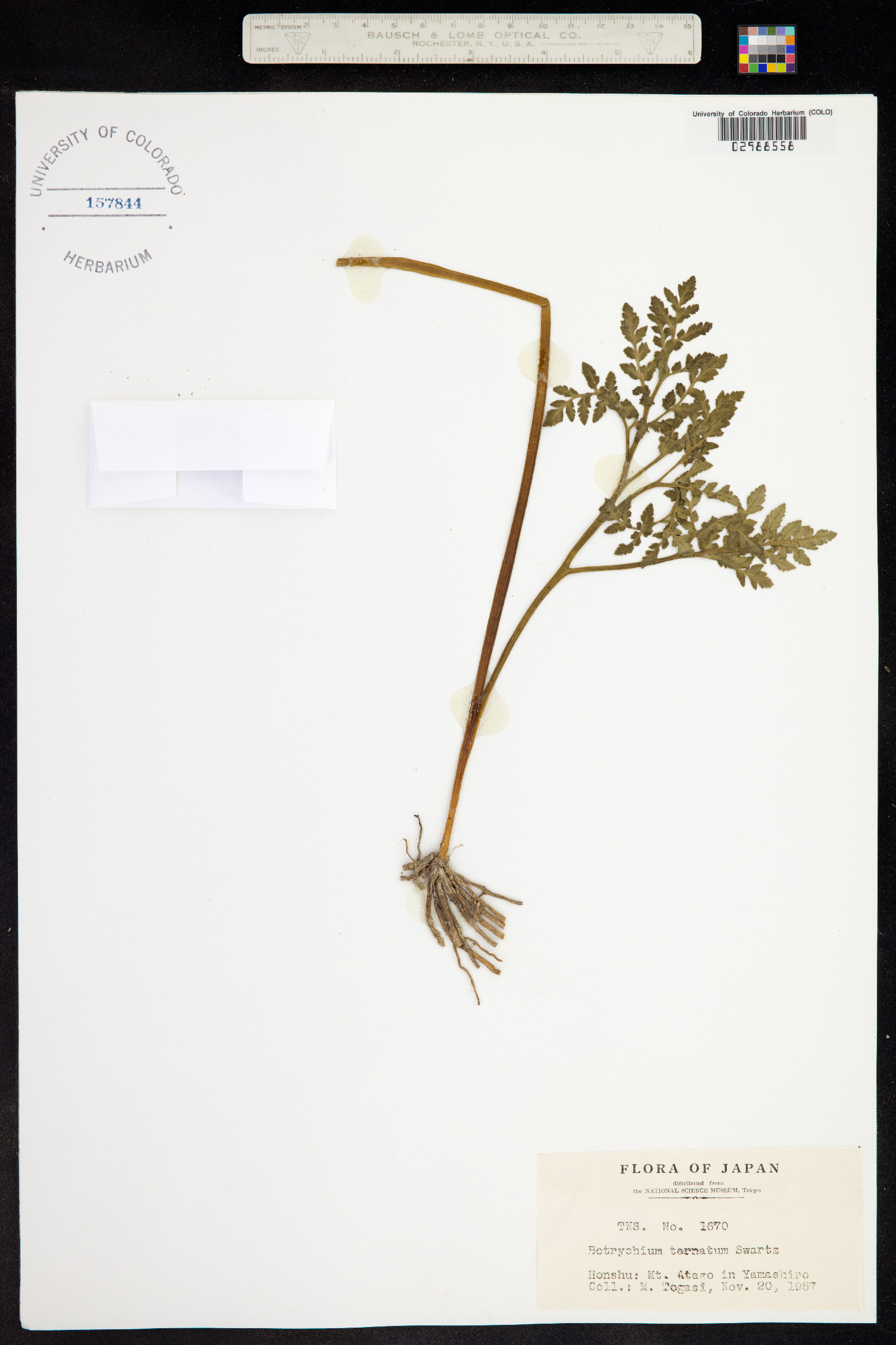 Botrychium rugulosum image