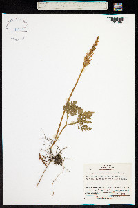 Botrychium rugulosum image
