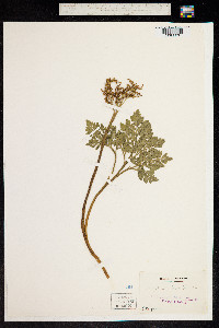 Botrychium rugulosum image
