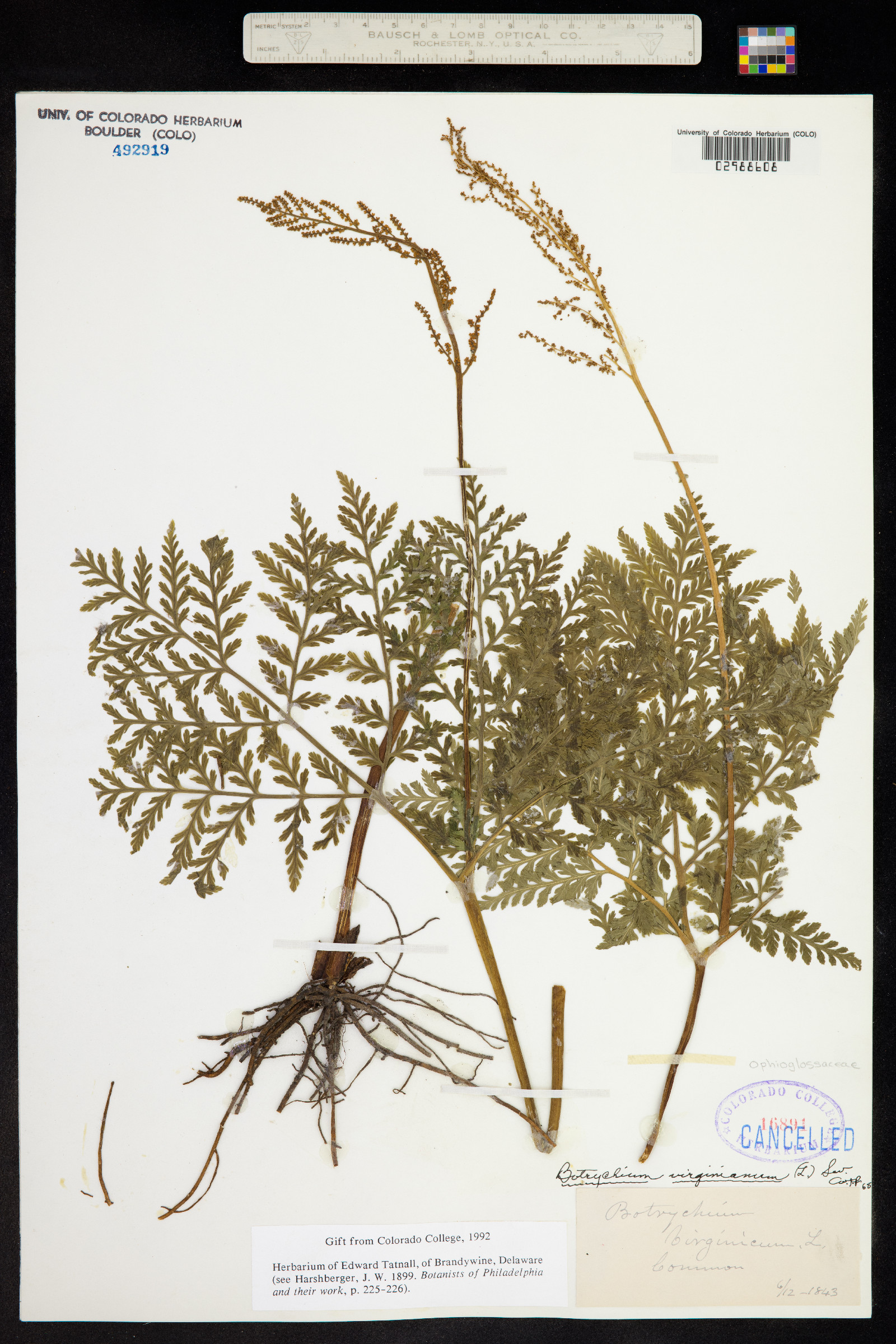 Botrychium image