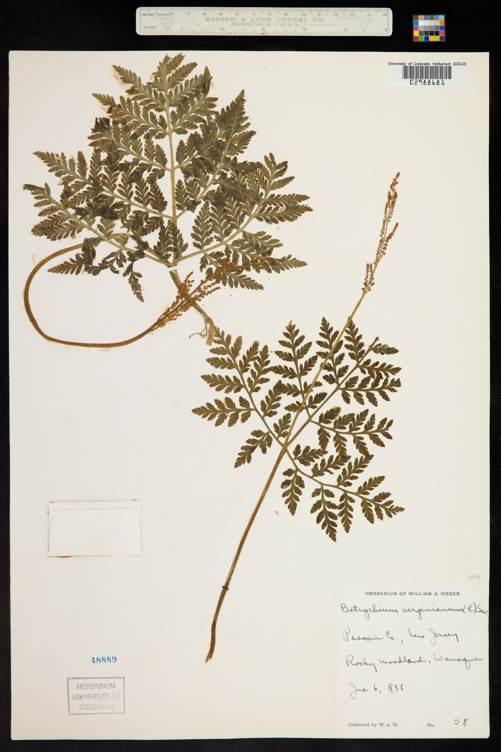 Botrychium virginianum image