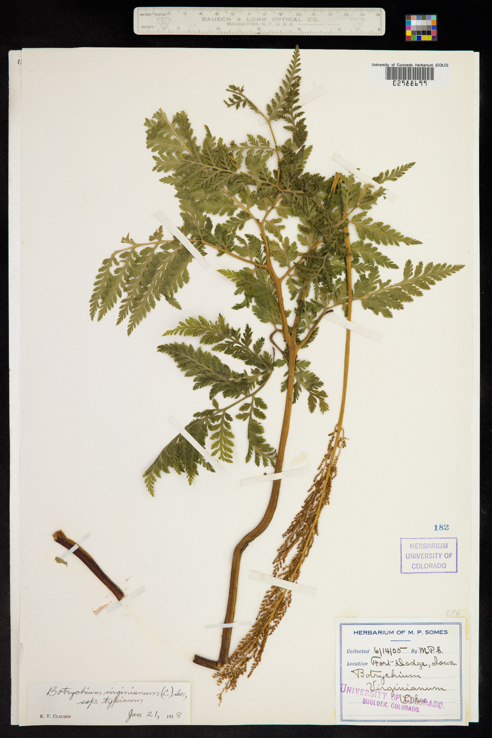 Botrychium virginianum image