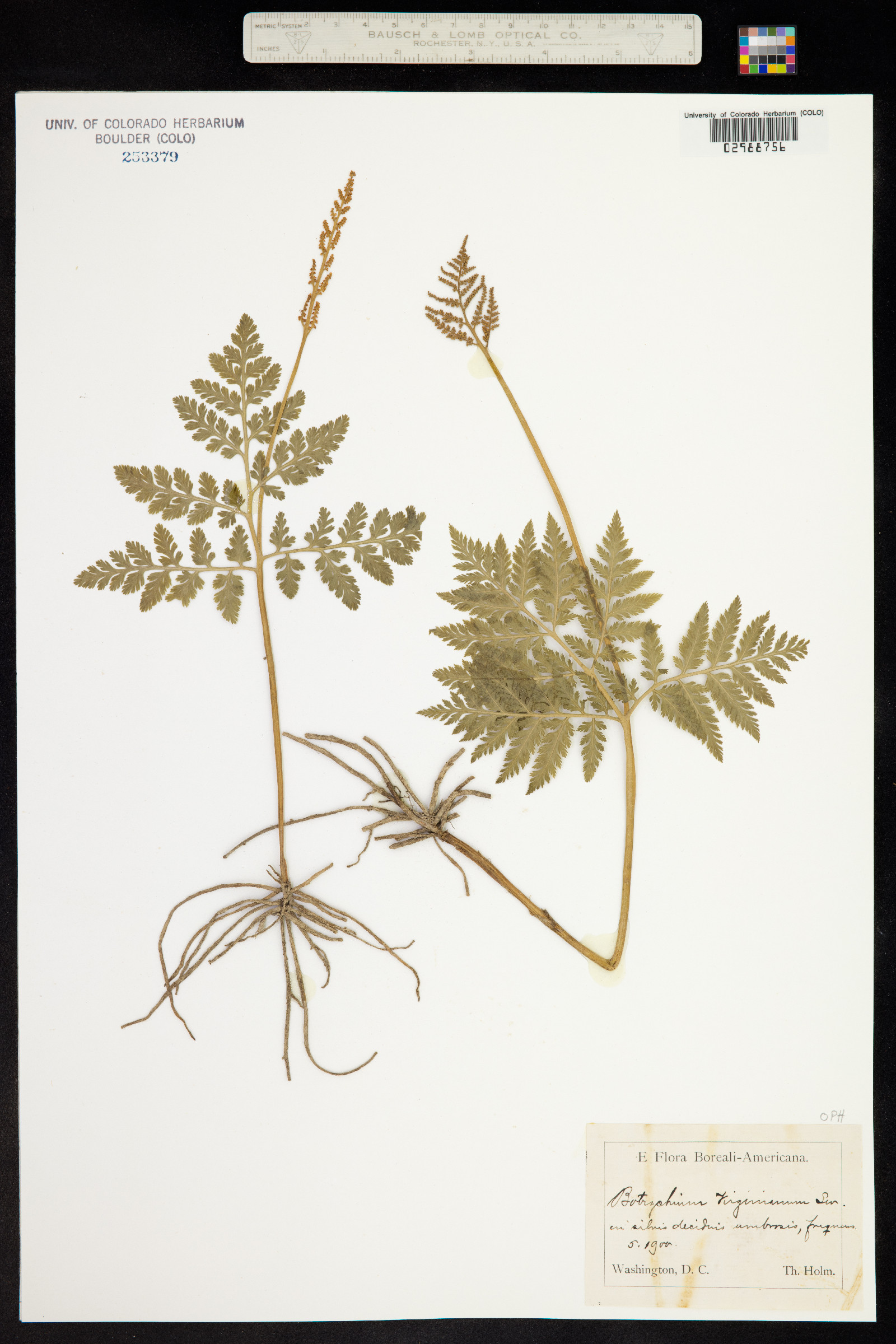 Botrychium virginianum image