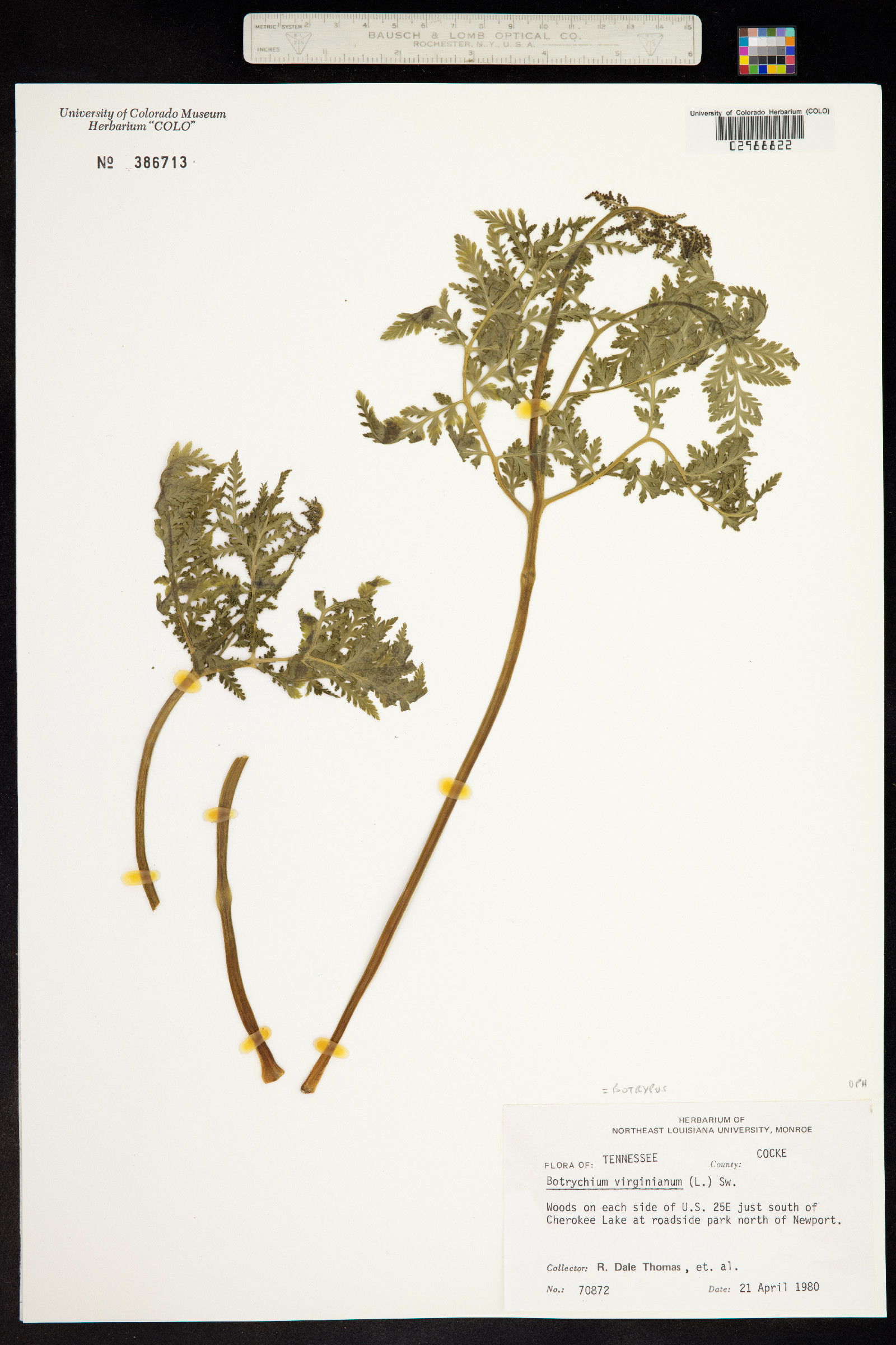 Ophioglossaceae image