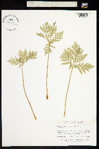 Image of Botrychium virginianum