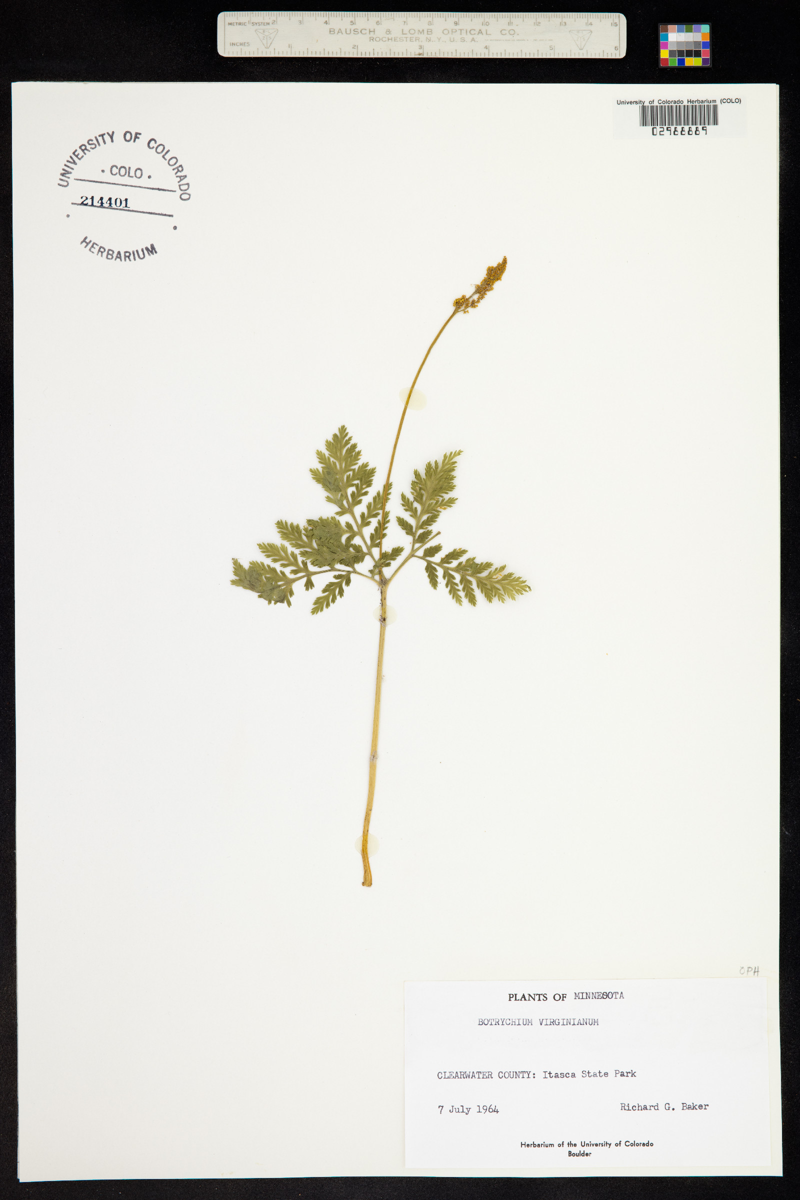 Botrychium virginianum image