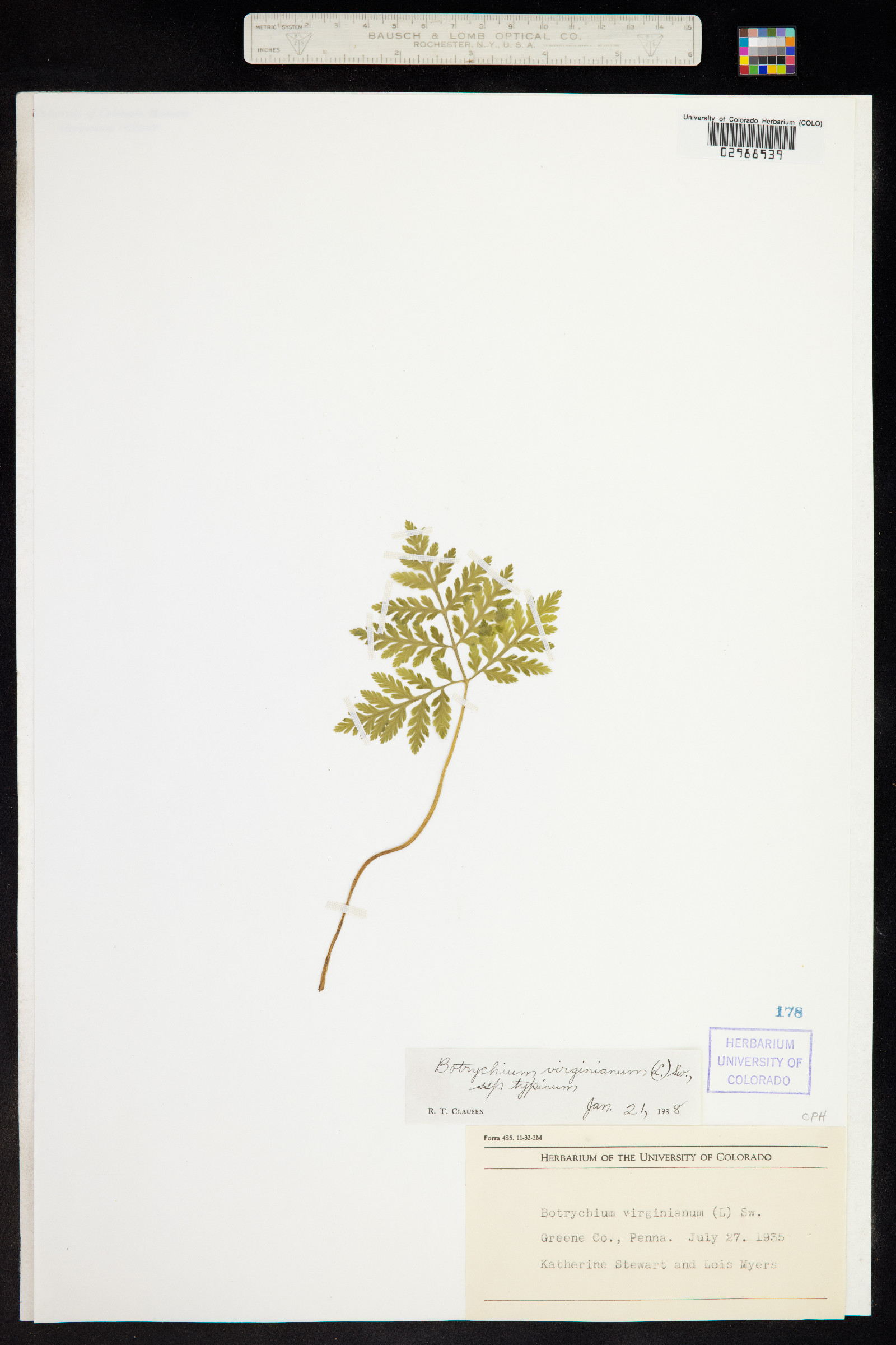 Botrychium virginianum image