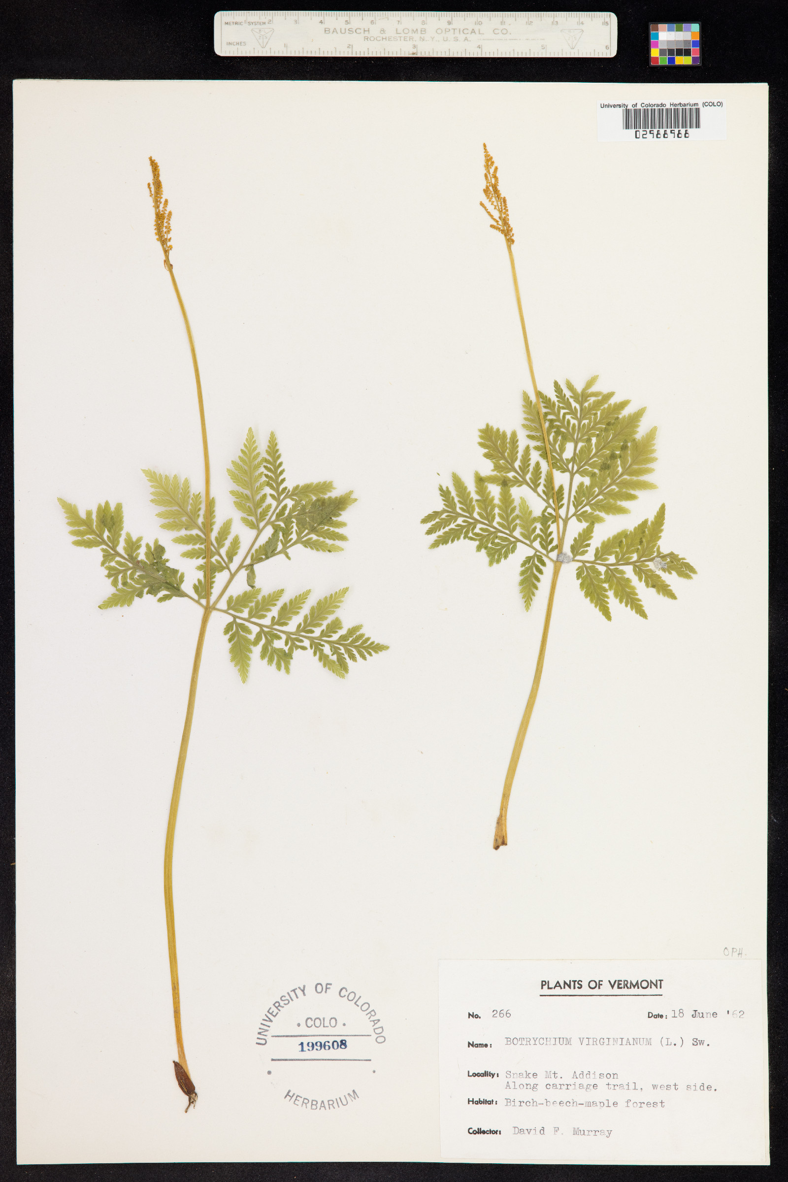 Botrychium virginianum image