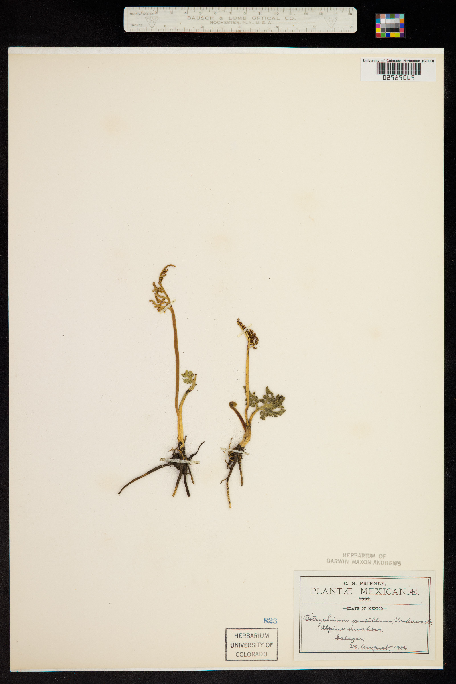 Botrychium schaffneri image