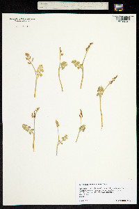 Image of Botrychium crenulatum