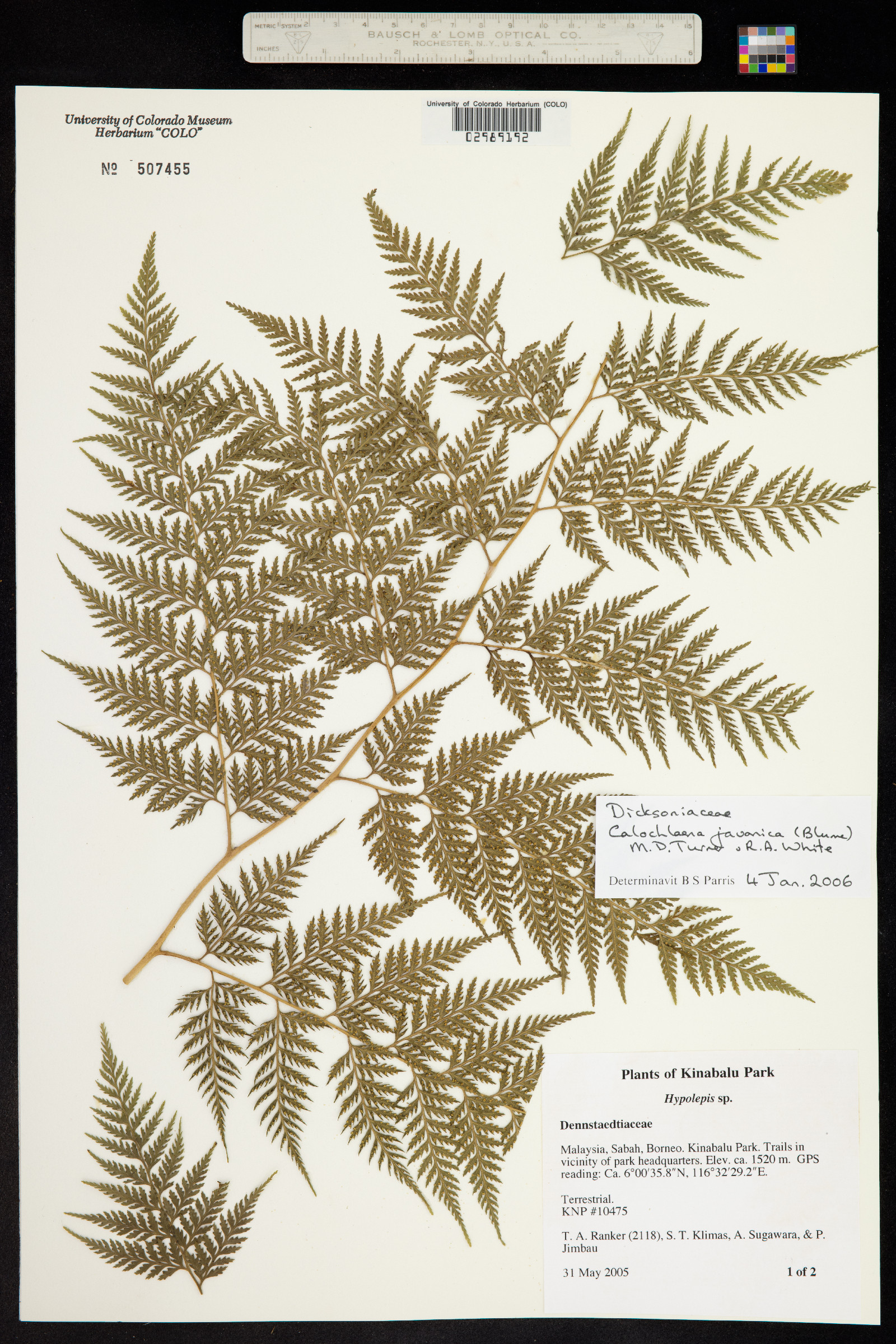 Calochlaena javanica image