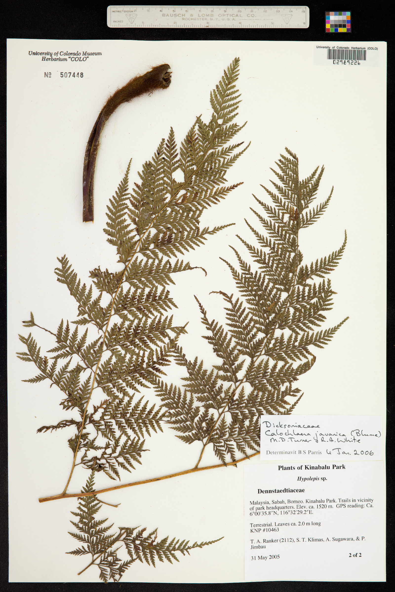 Calochlaena javanica image