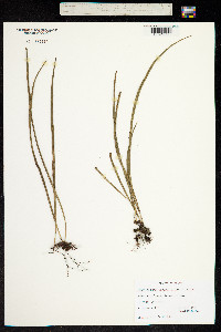 Image of Polypodium angustifolium