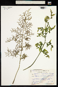 Image of Acrostichum thalictroides