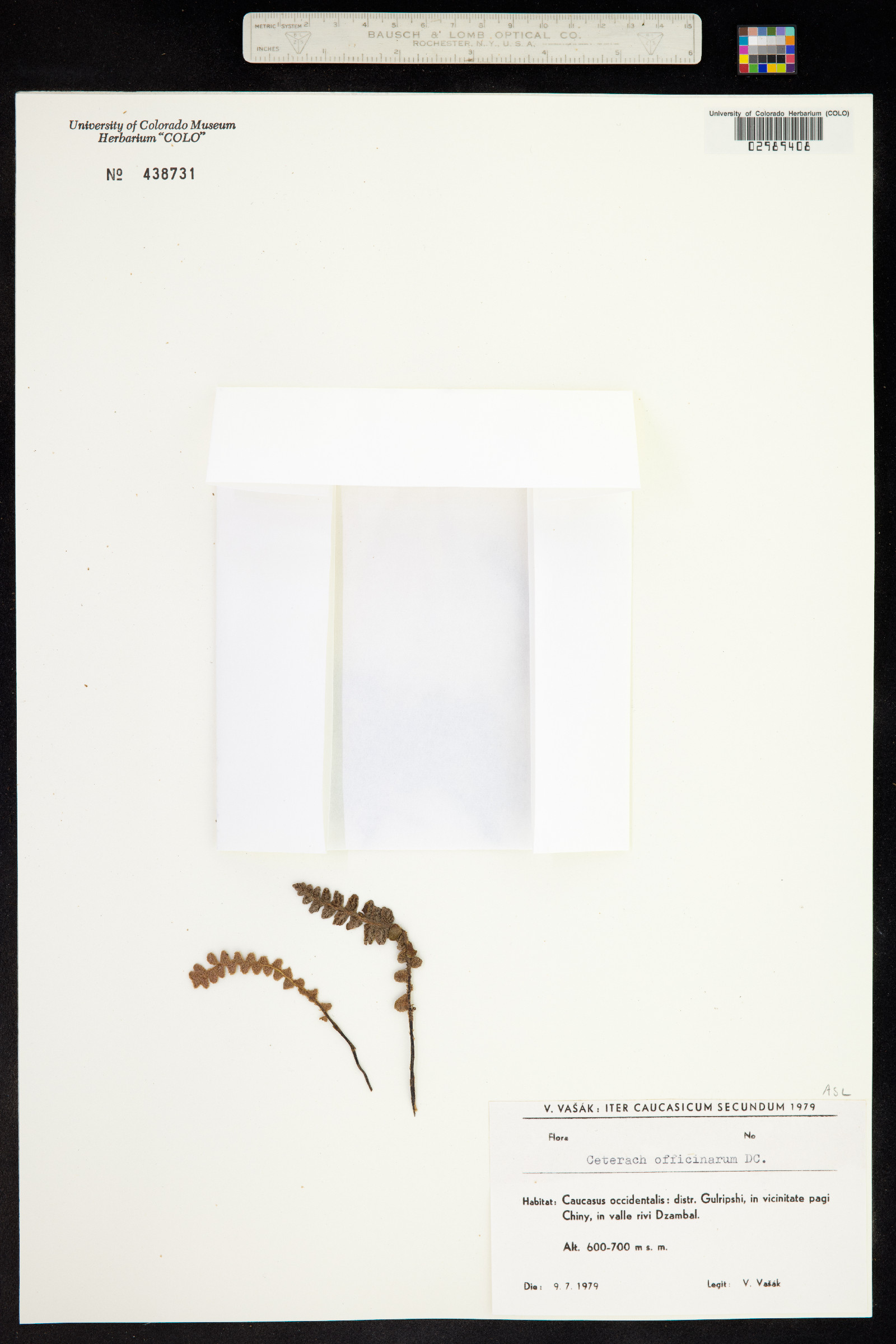 Asplenium ceterach image