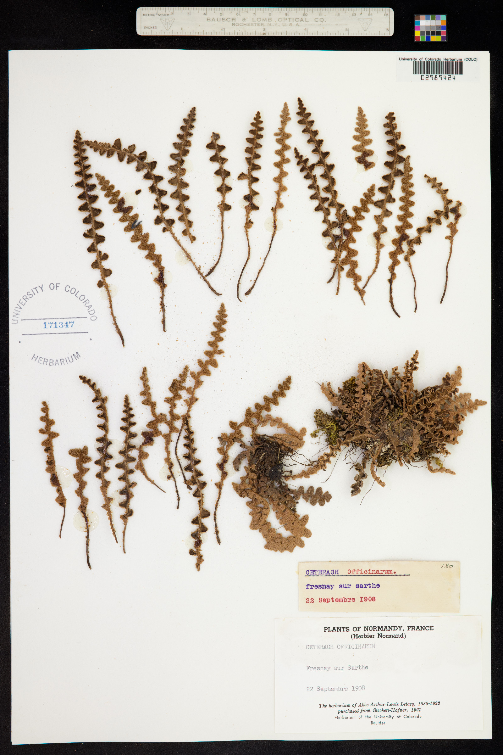 Asplenium ceterach image