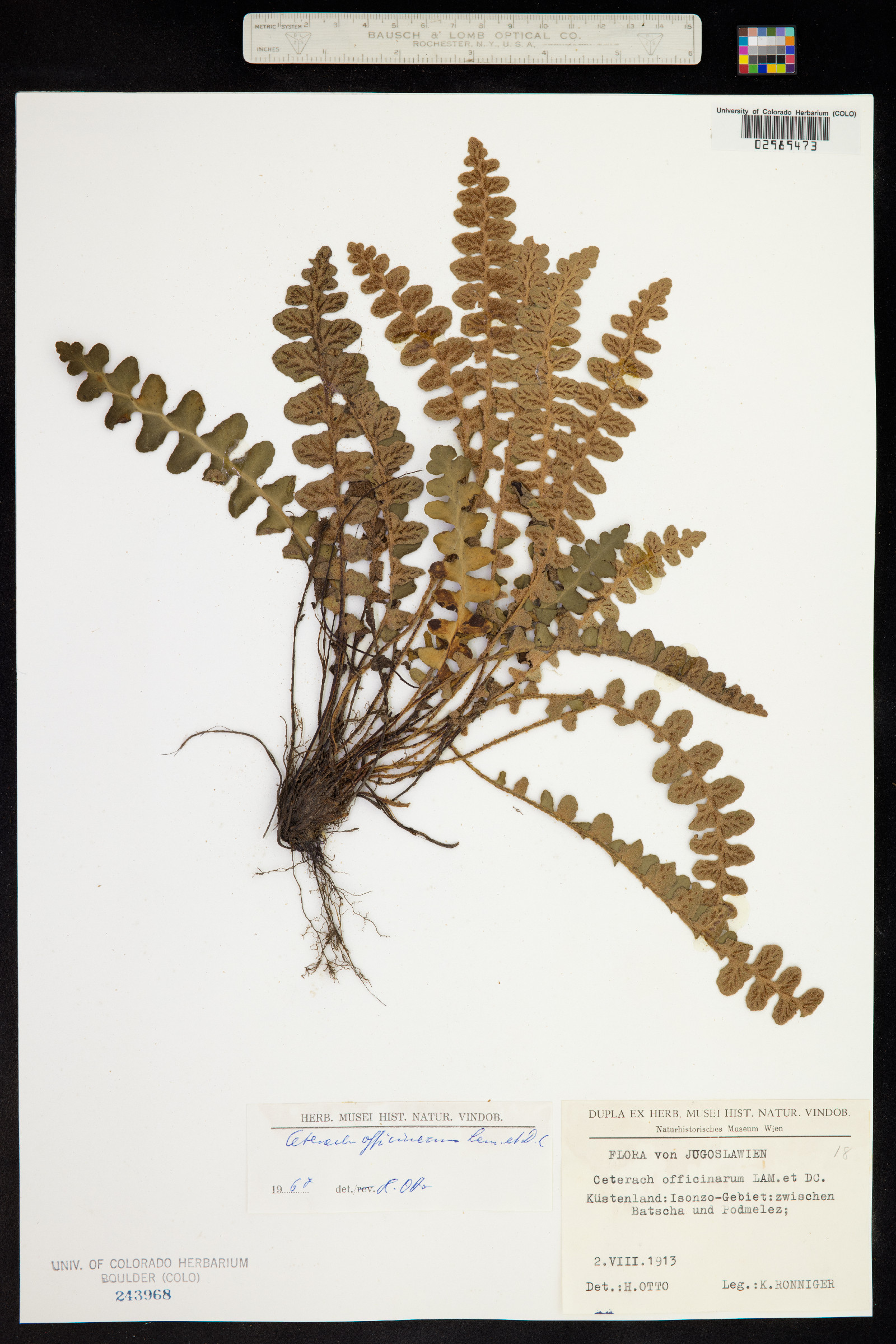 Asplenium ceterach image