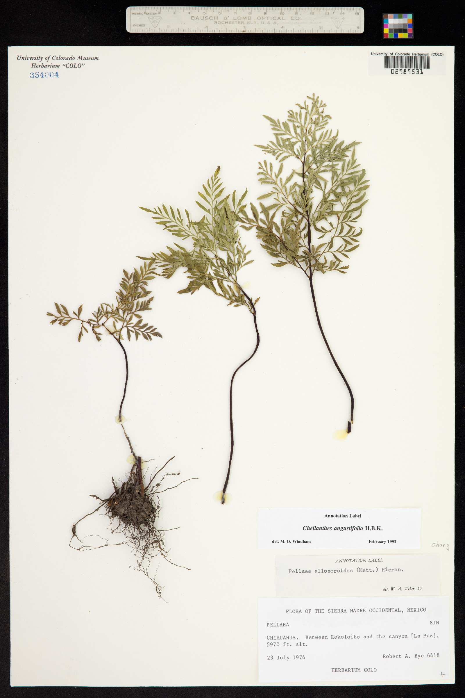 Gaga angustifolia image