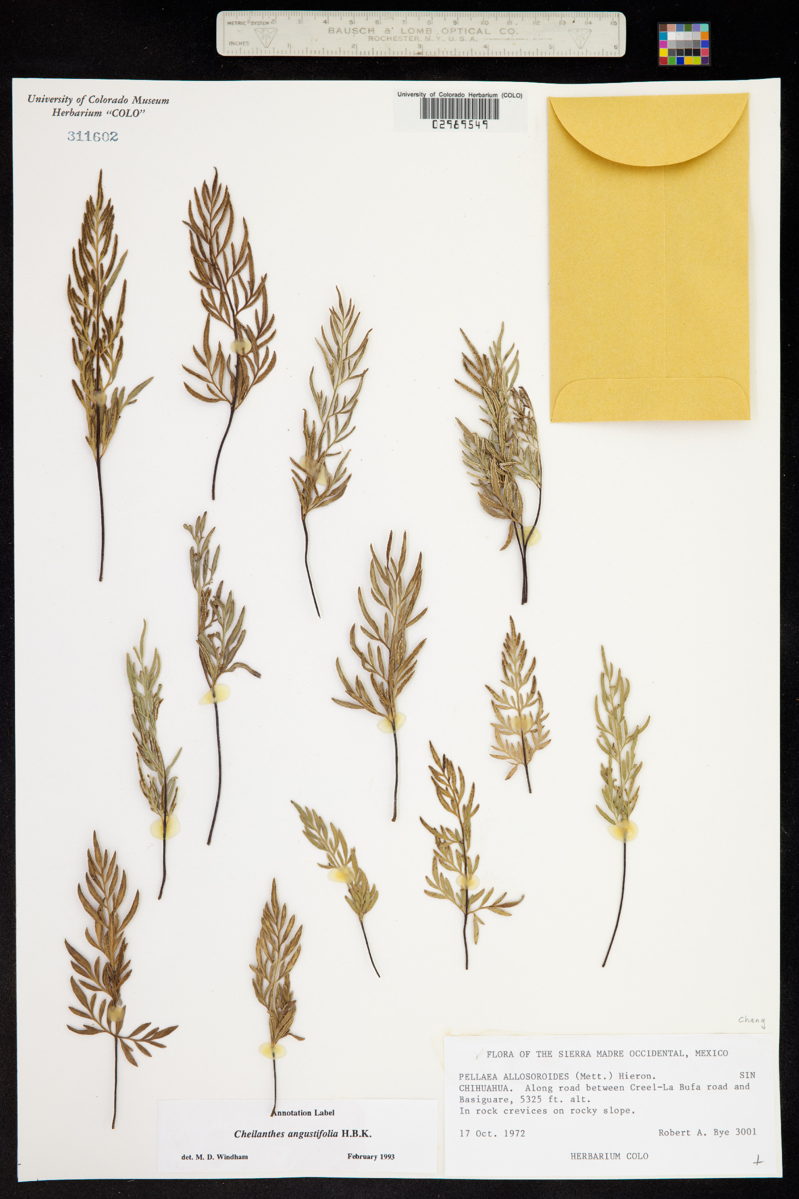 Gaga angustifolia image