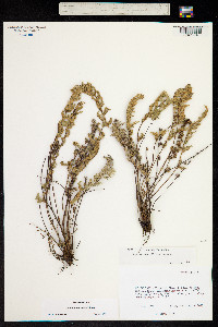 Cheilanthes eatonii image