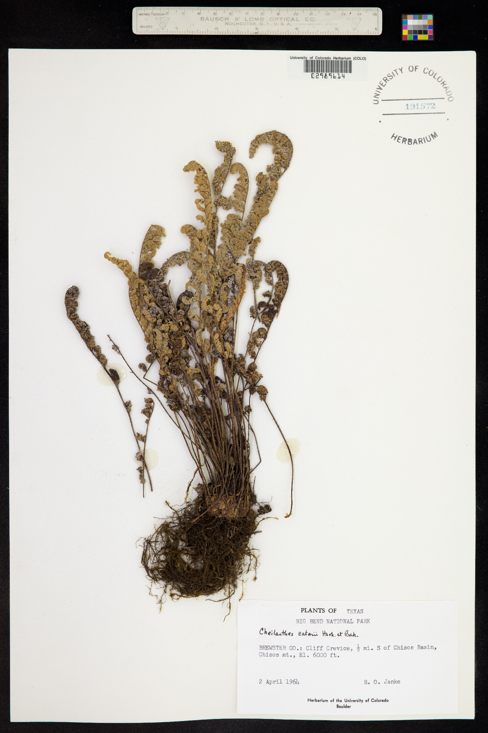 Cheilanthes eatonii image