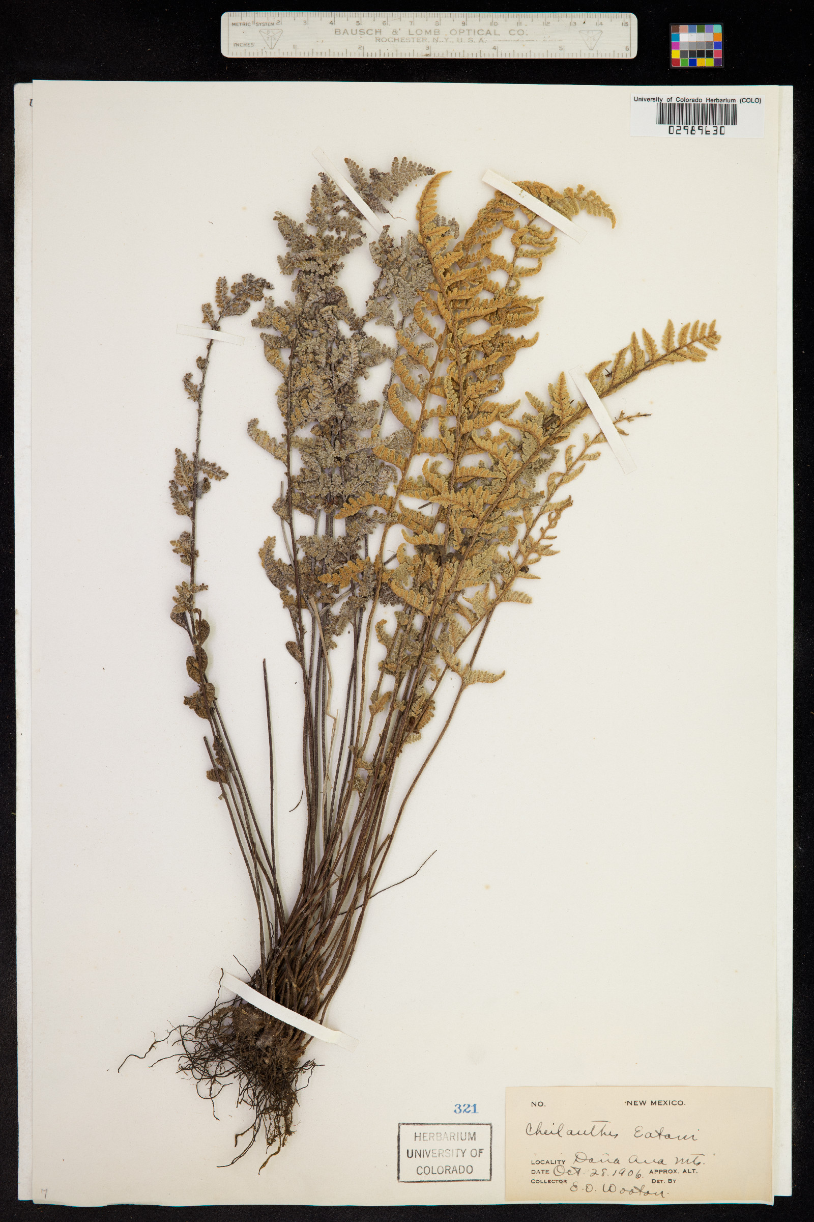 Cheilanthes eatonii image