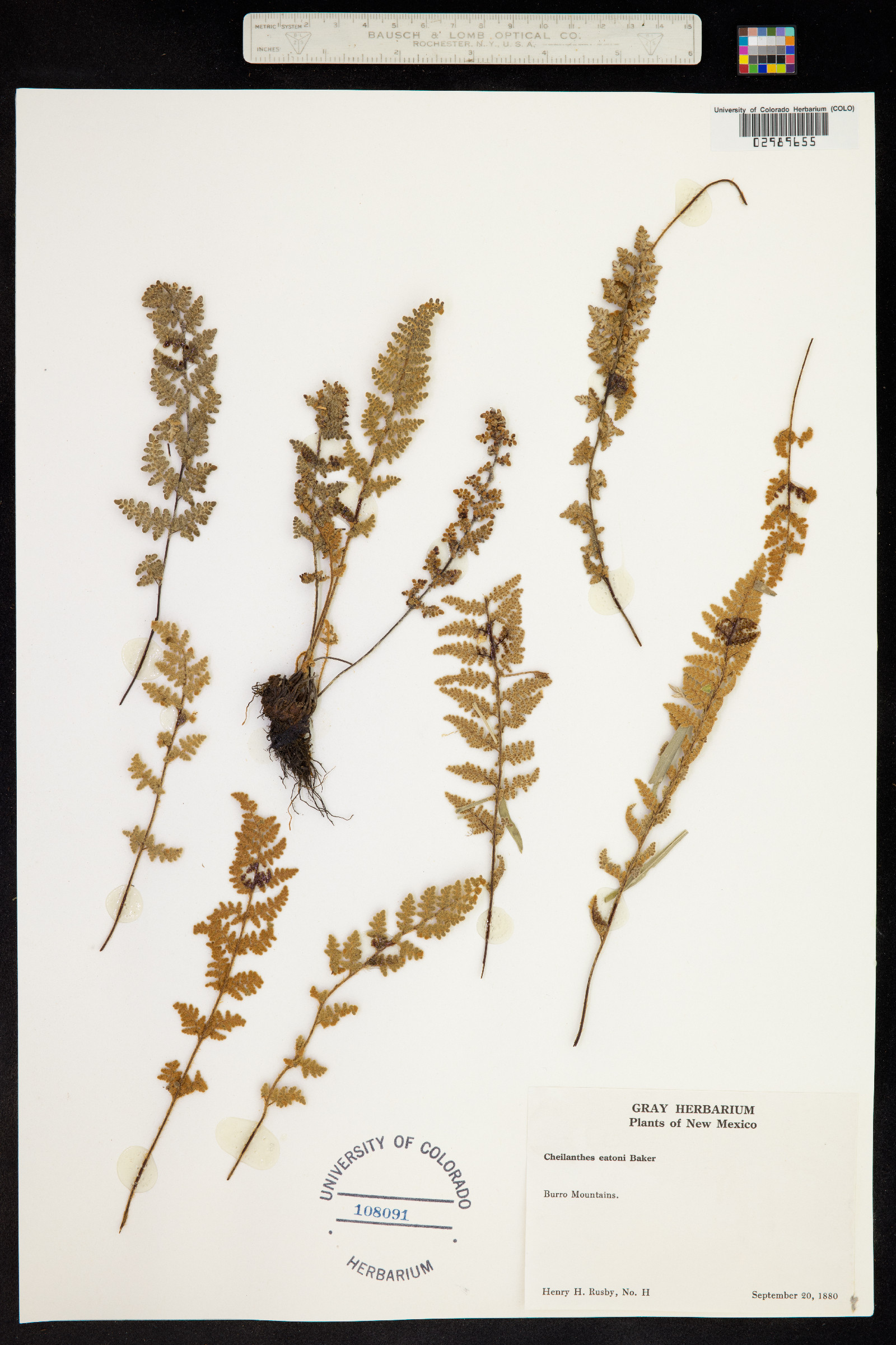 Cheilanthes eatonii image