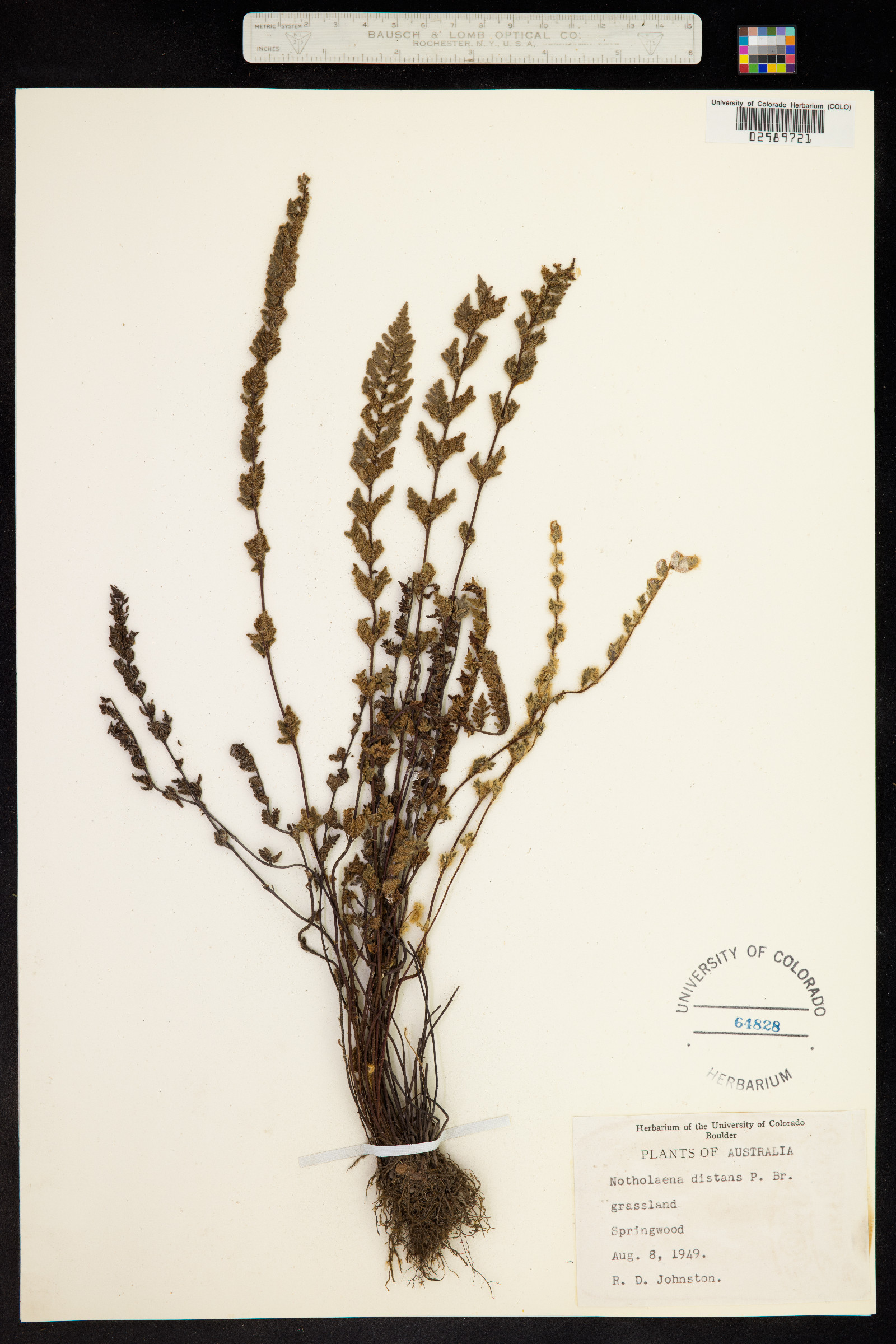 Cheilanthes distans image
