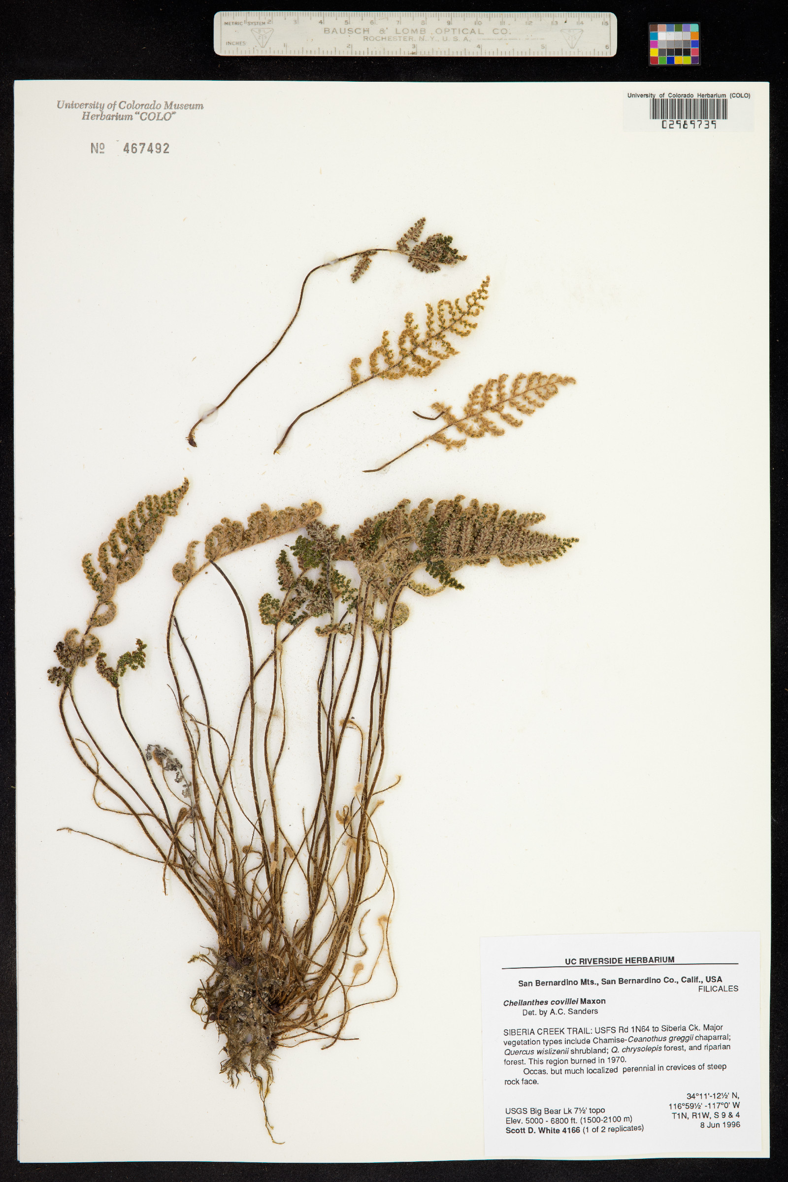 Cheilanthes covillei image