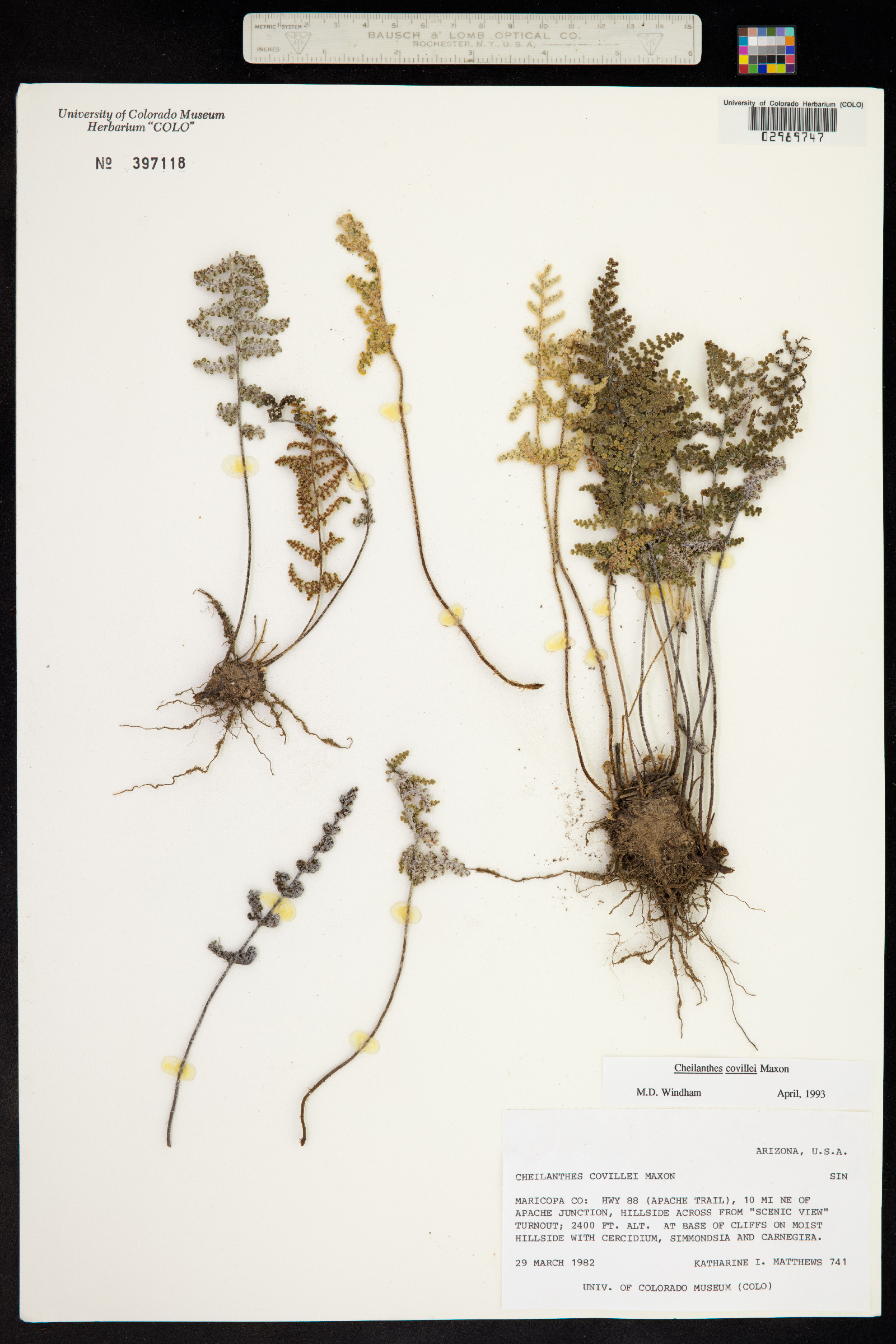 Cheilanthes covillei image