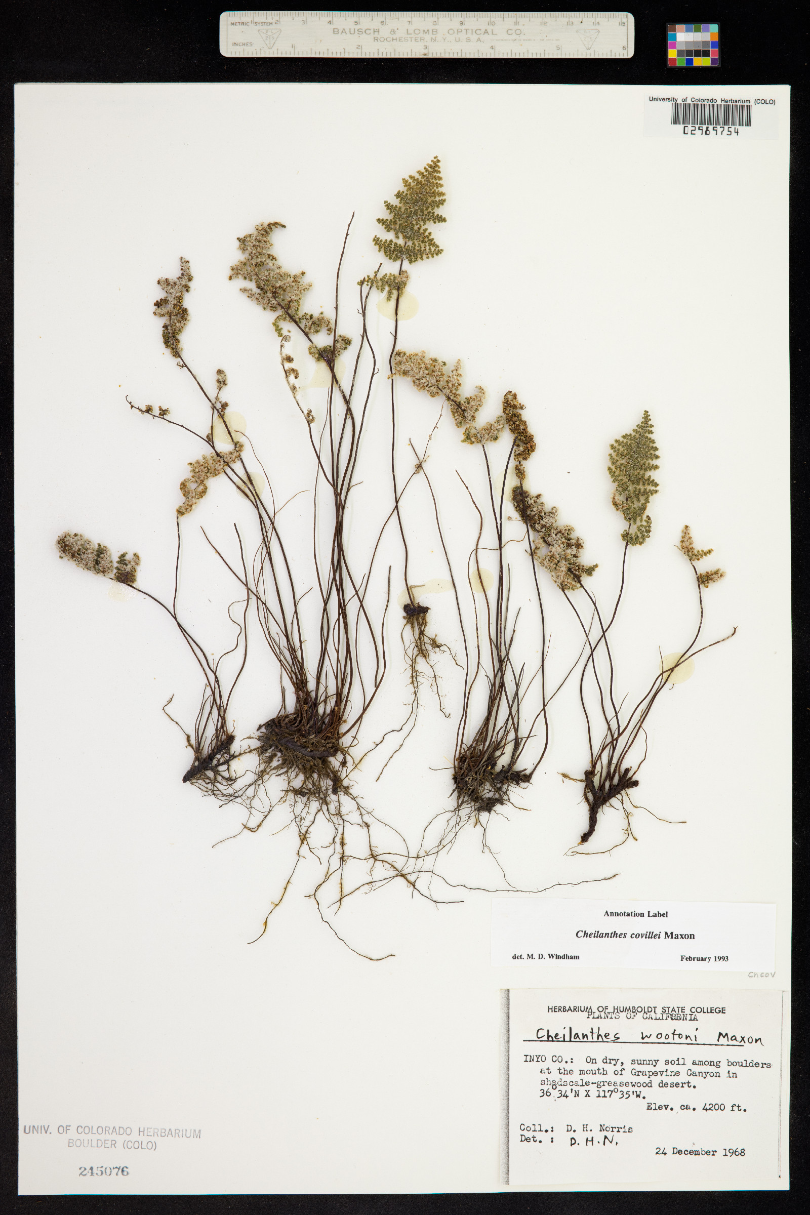 Cheilanthes covillei image