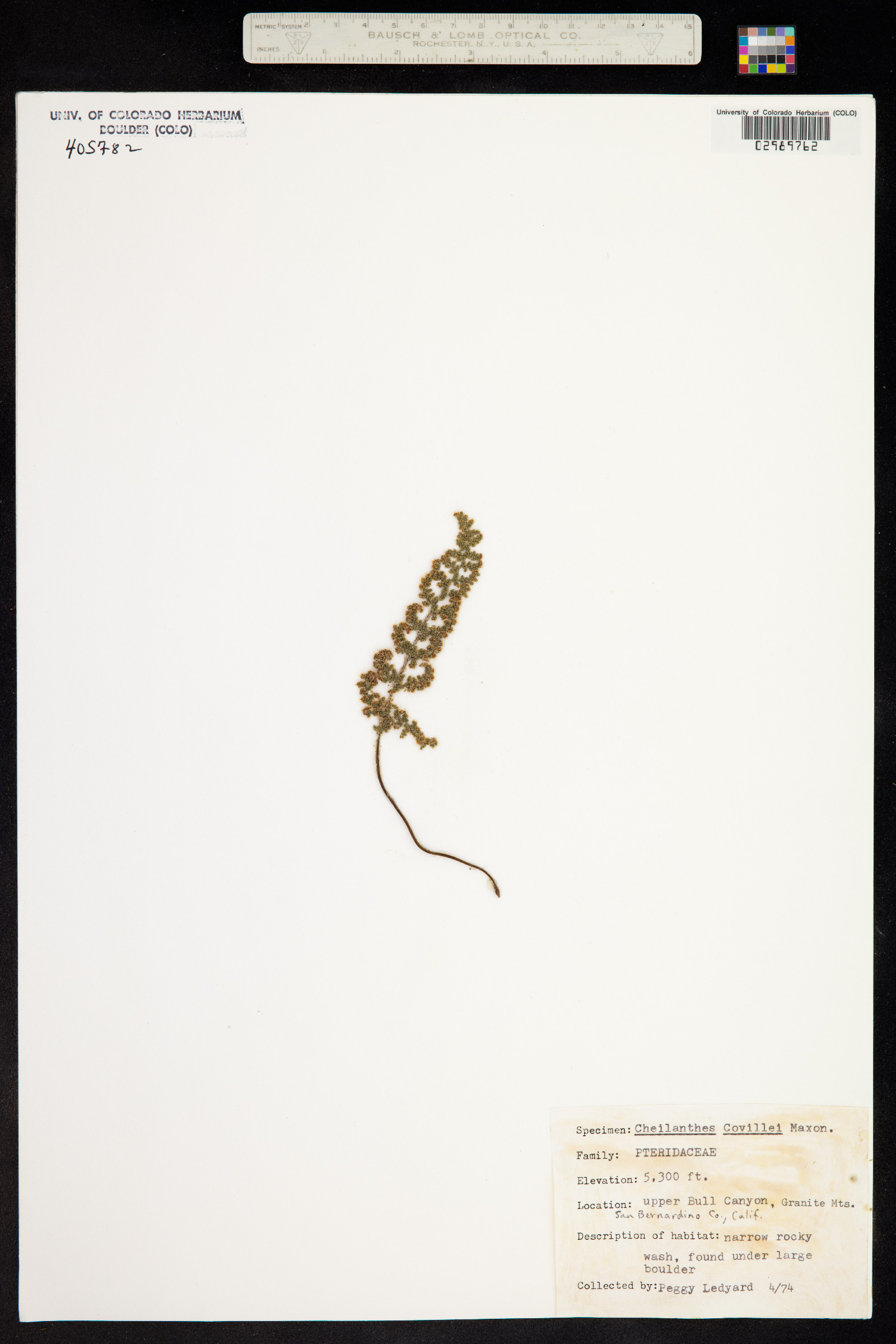 Cheilanthes covillei image
