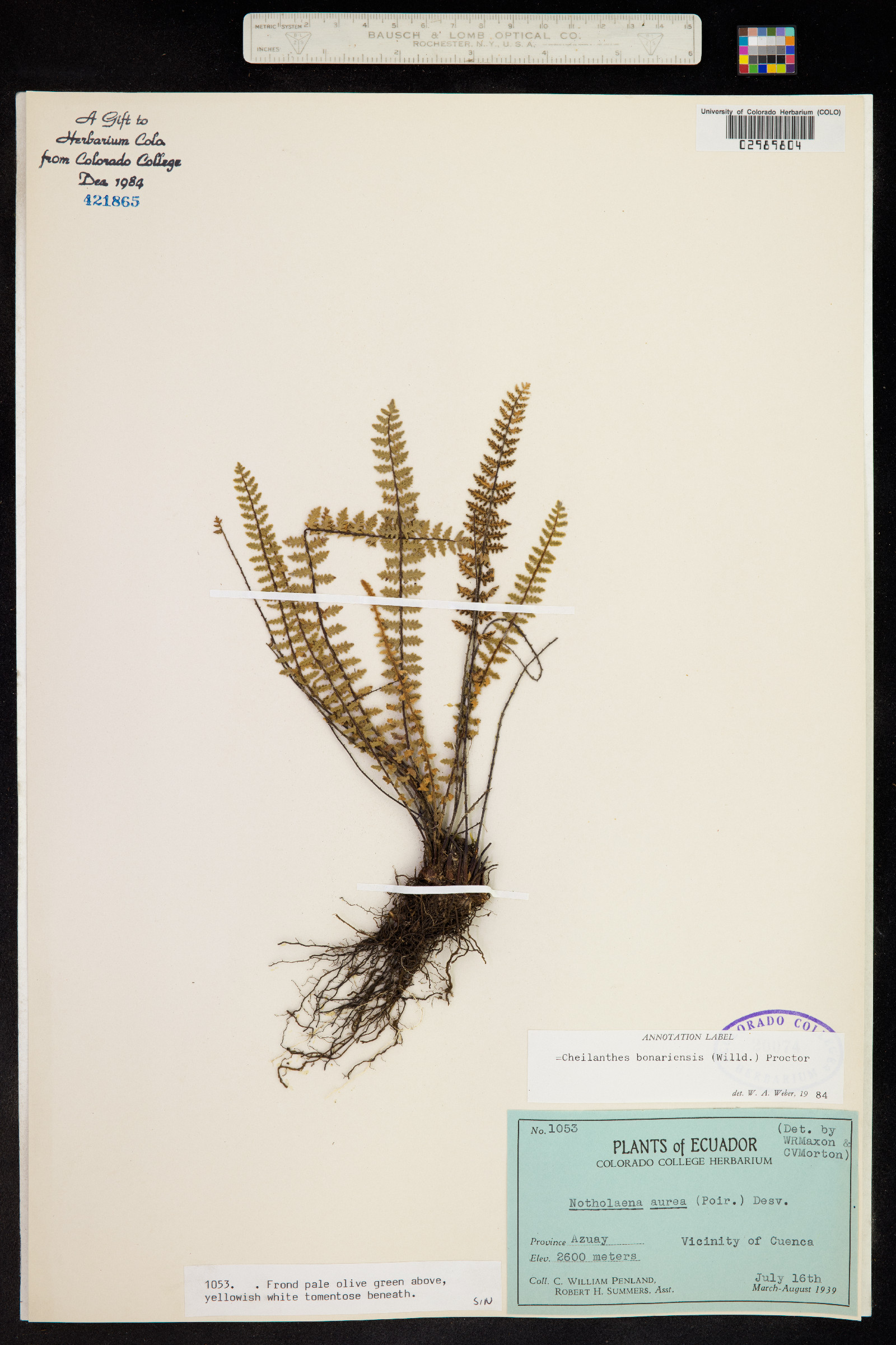 Cheilanthes bonariensis image