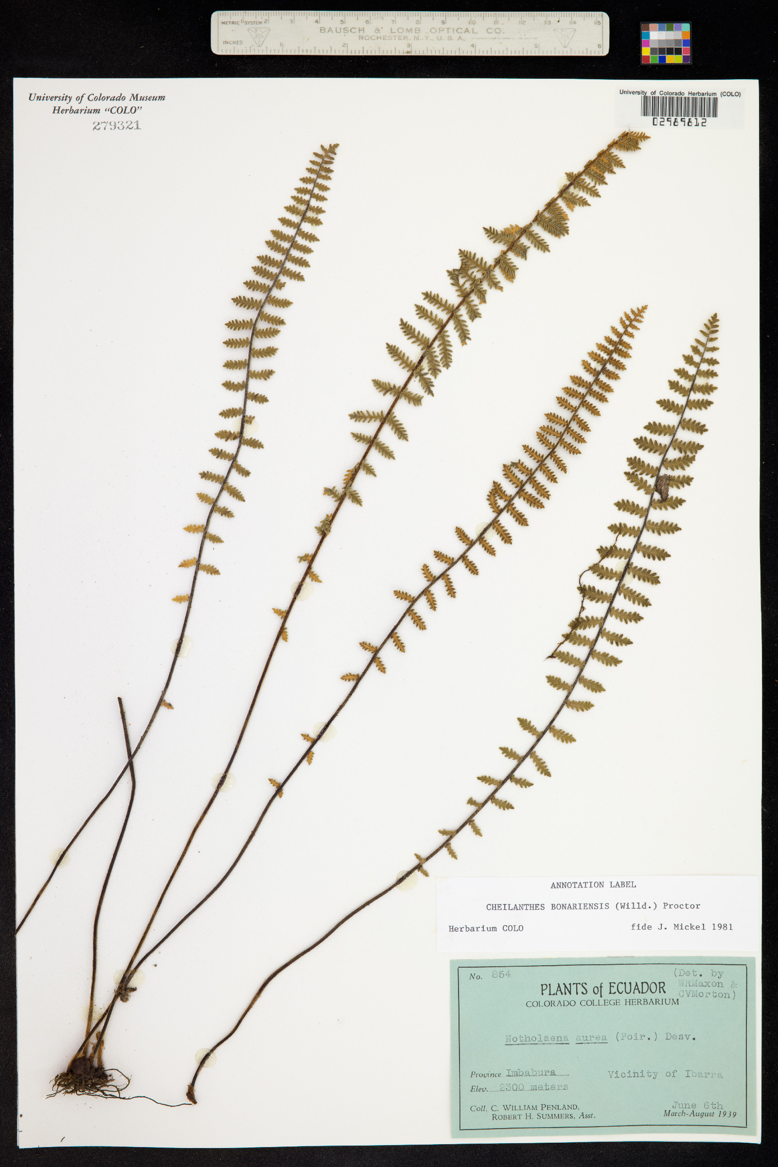 Cheilanthes bonariensis image