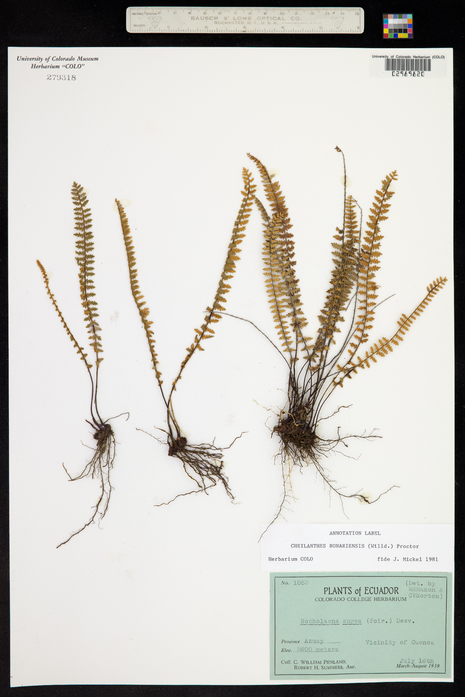 Cheilanthes image