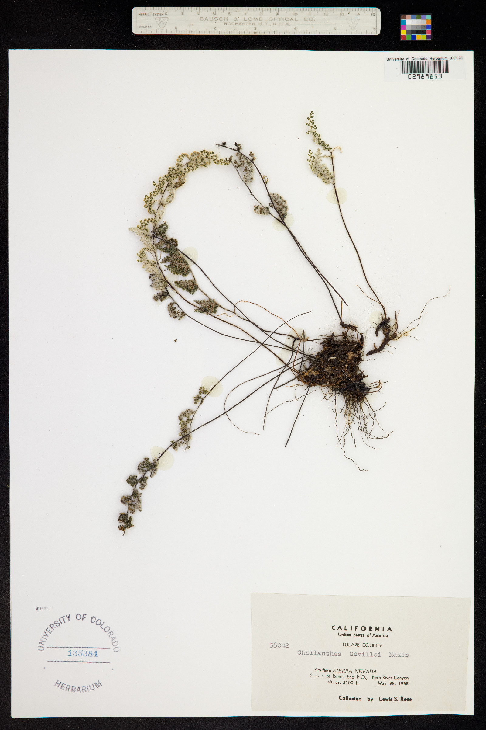 Cheilanthes covillei image