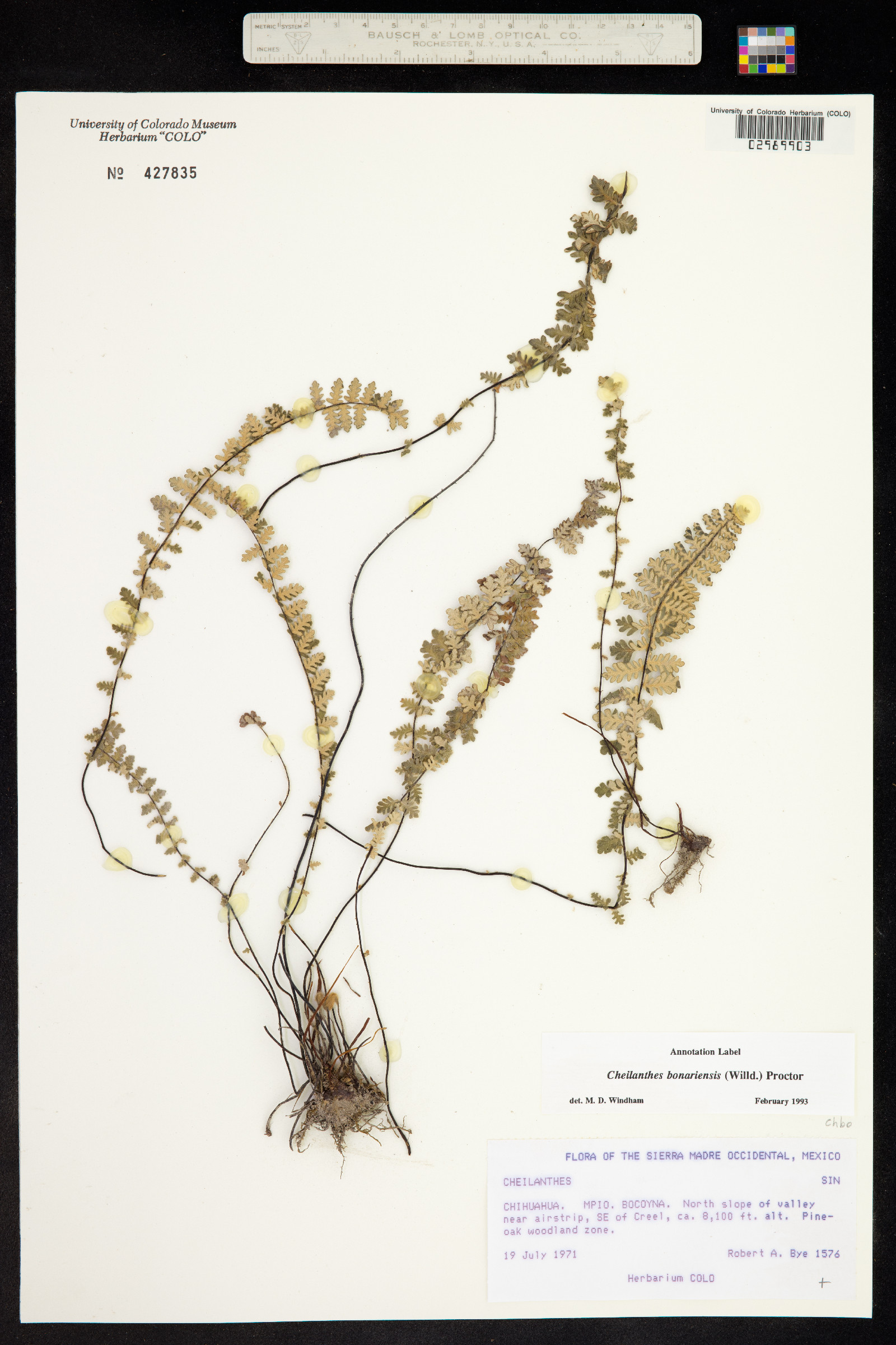 Cheilanthes bonariensis image