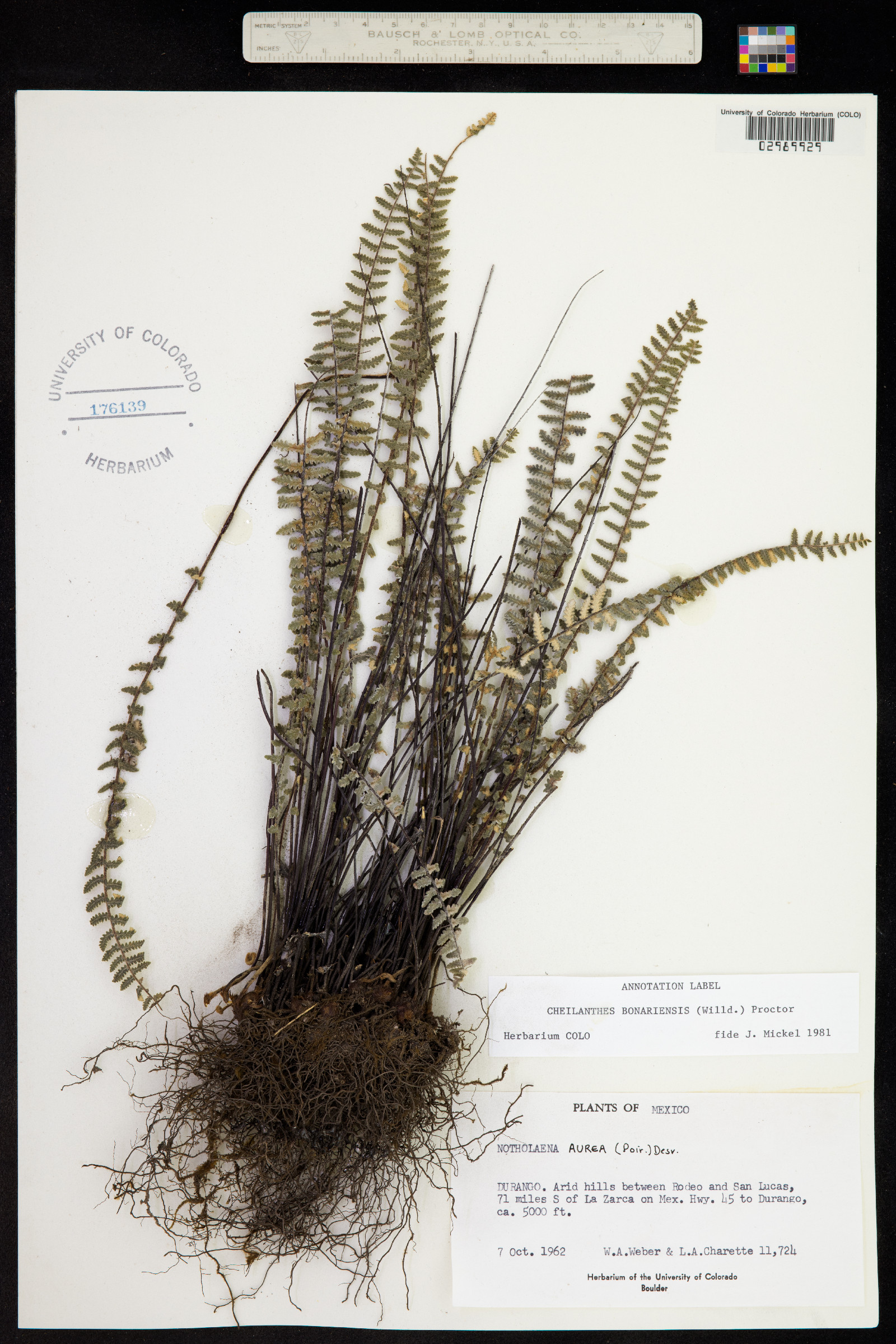 Cheilanthes bonariensis image